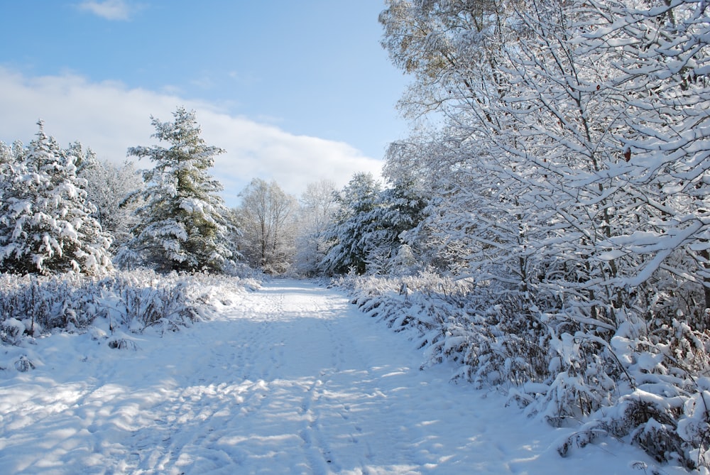 a path through a snowy forest with lots of trees