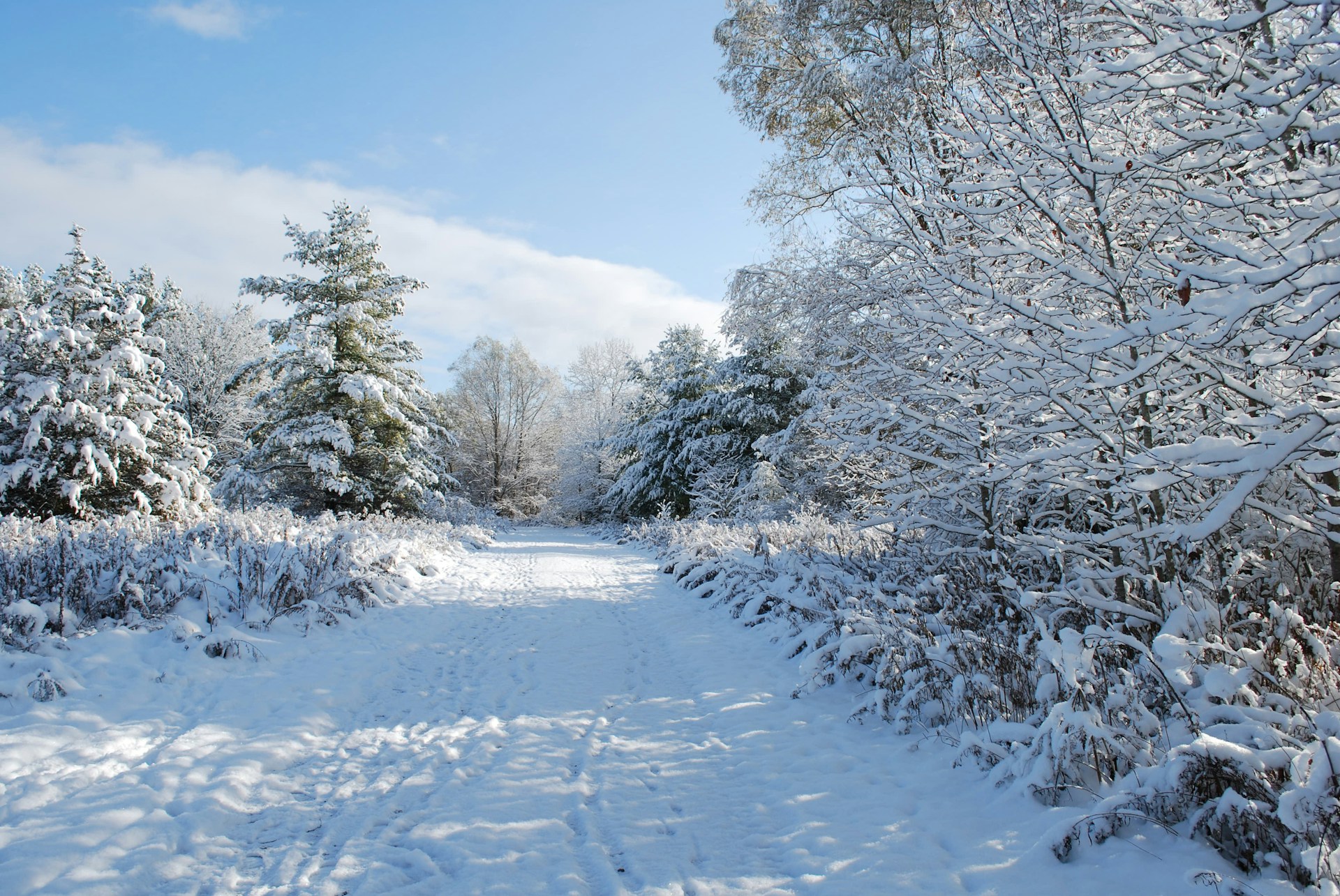a path through a snowy forest with lots of trees