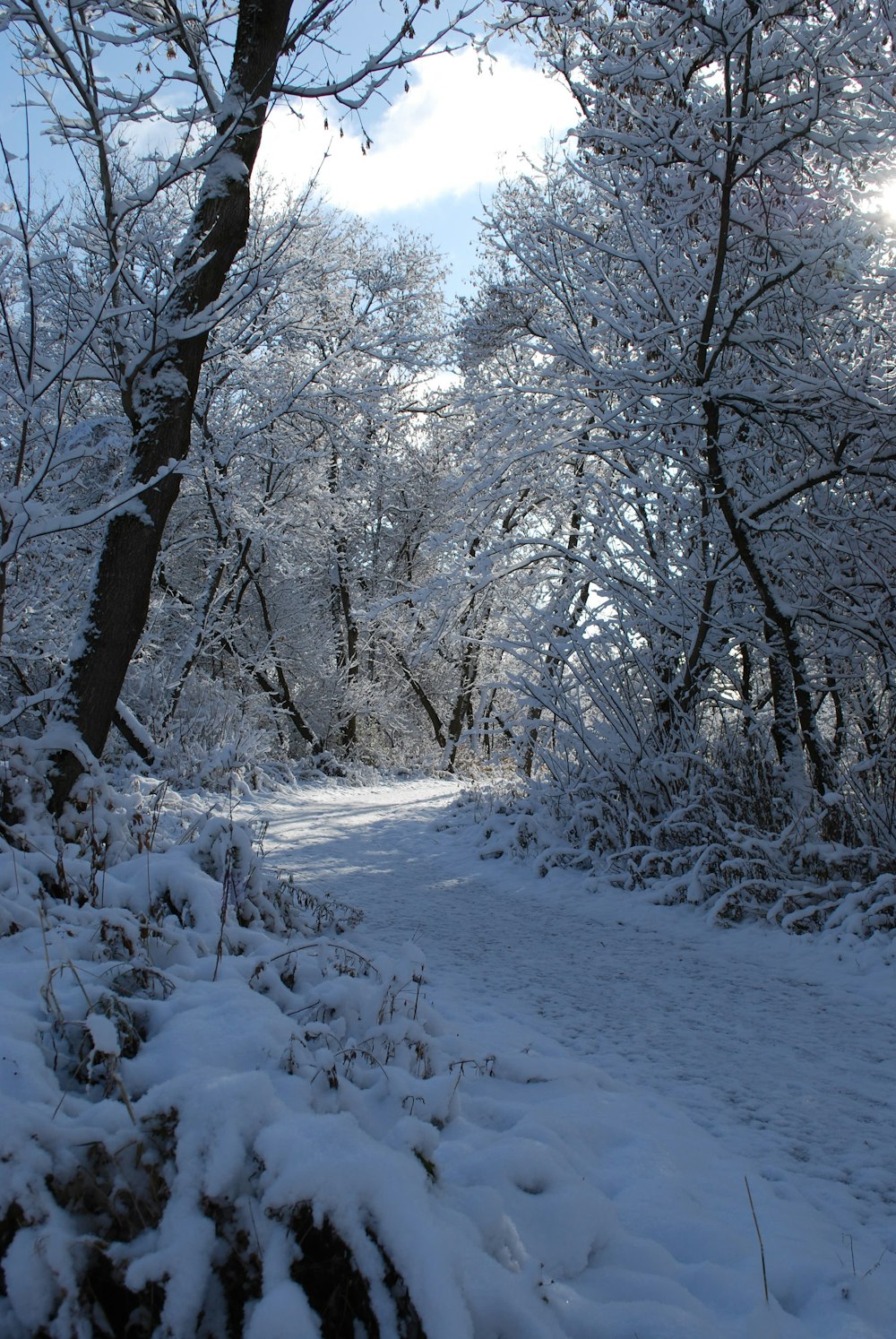 a path through a snowy forest with lots of trees