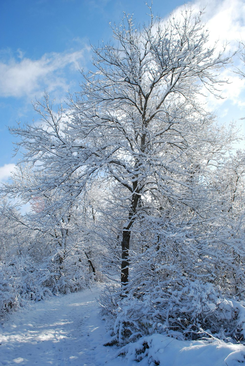 a tree covered in snow next to a forest