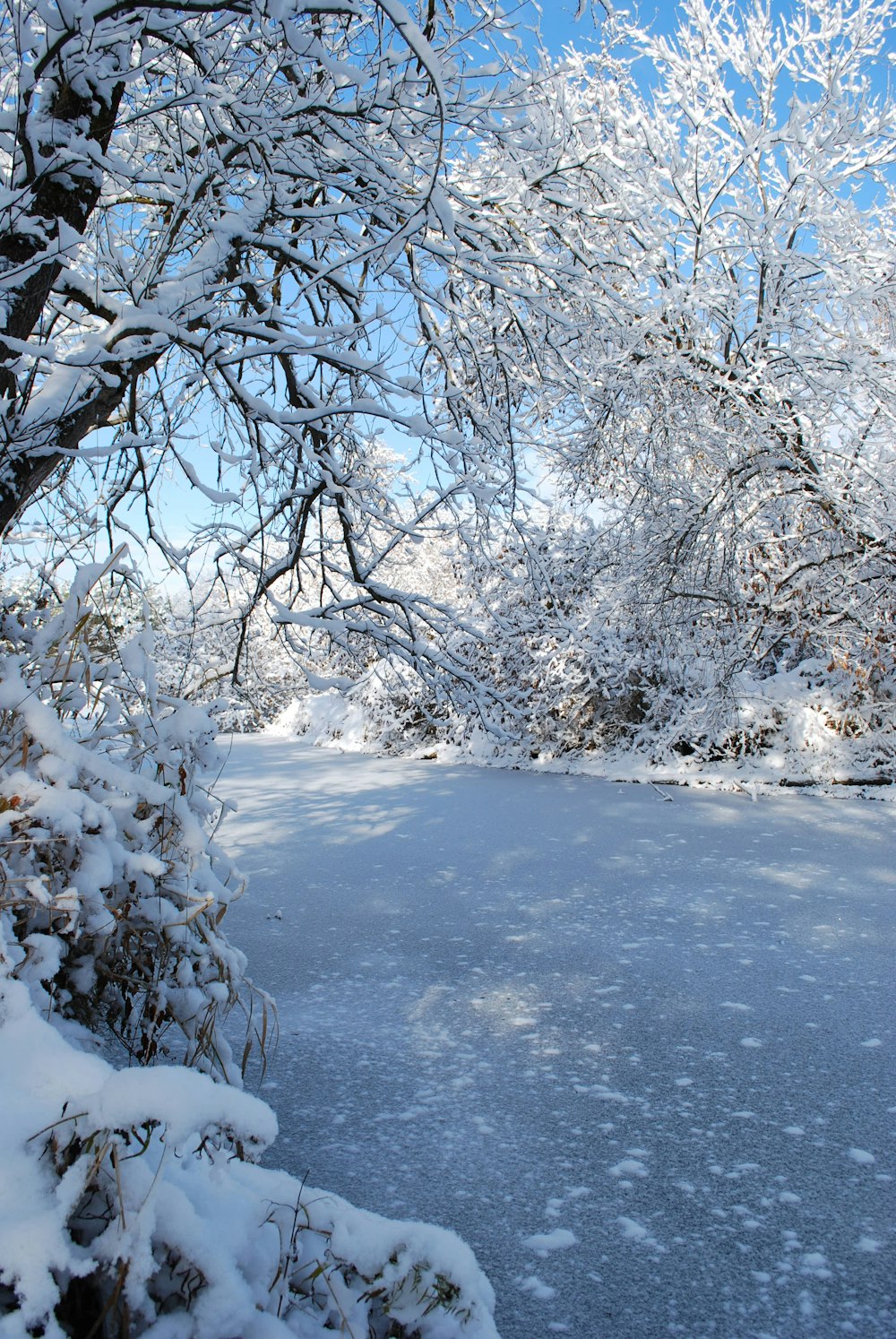 a snow covered field with trees and bushes