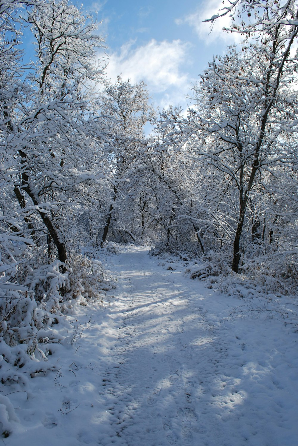 a path through a snowy forest with lots of trees