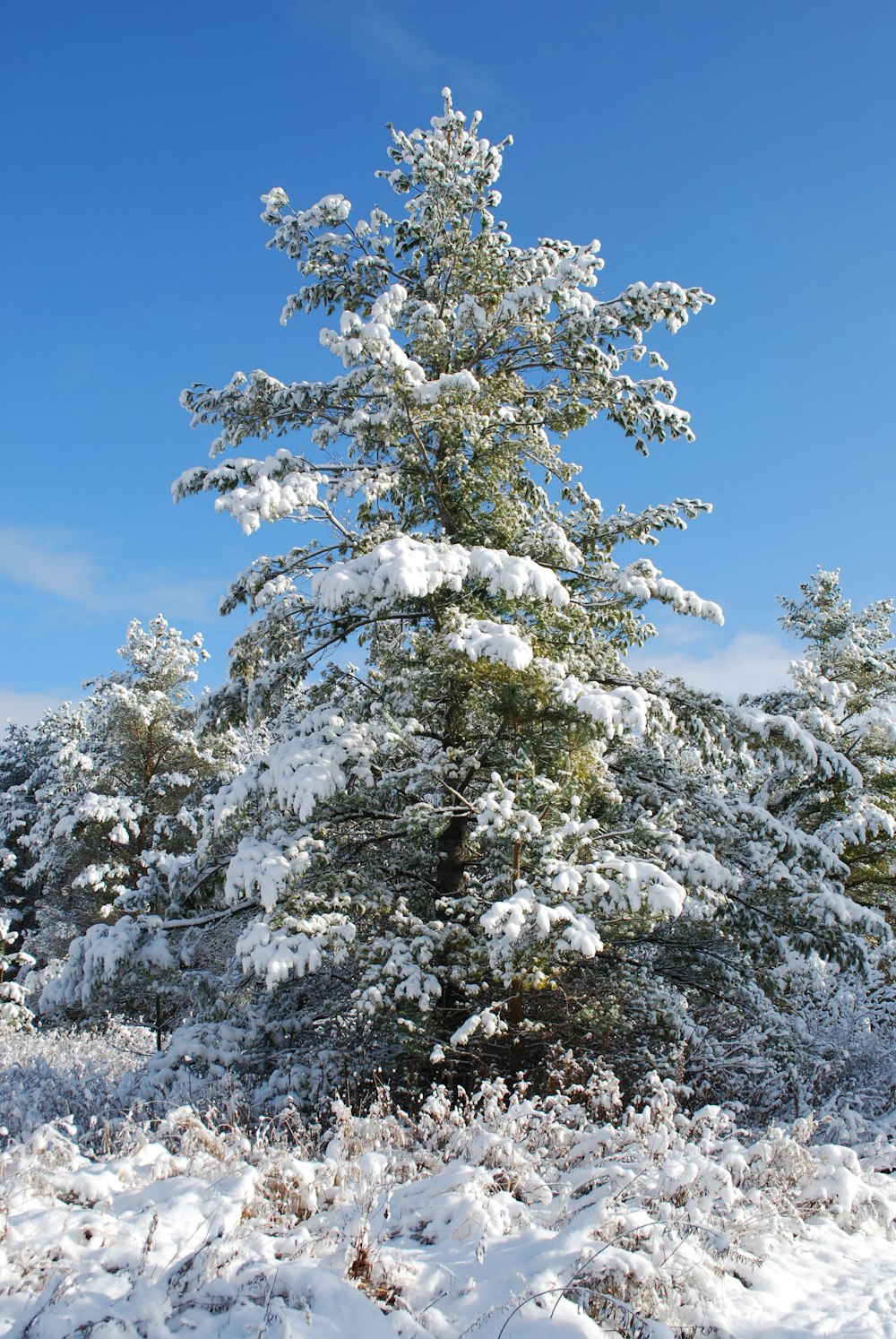 a snow covered pine tree in the middle of a field