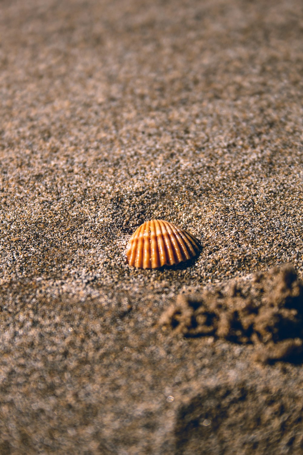 a shell is laying on the sand on the beach
