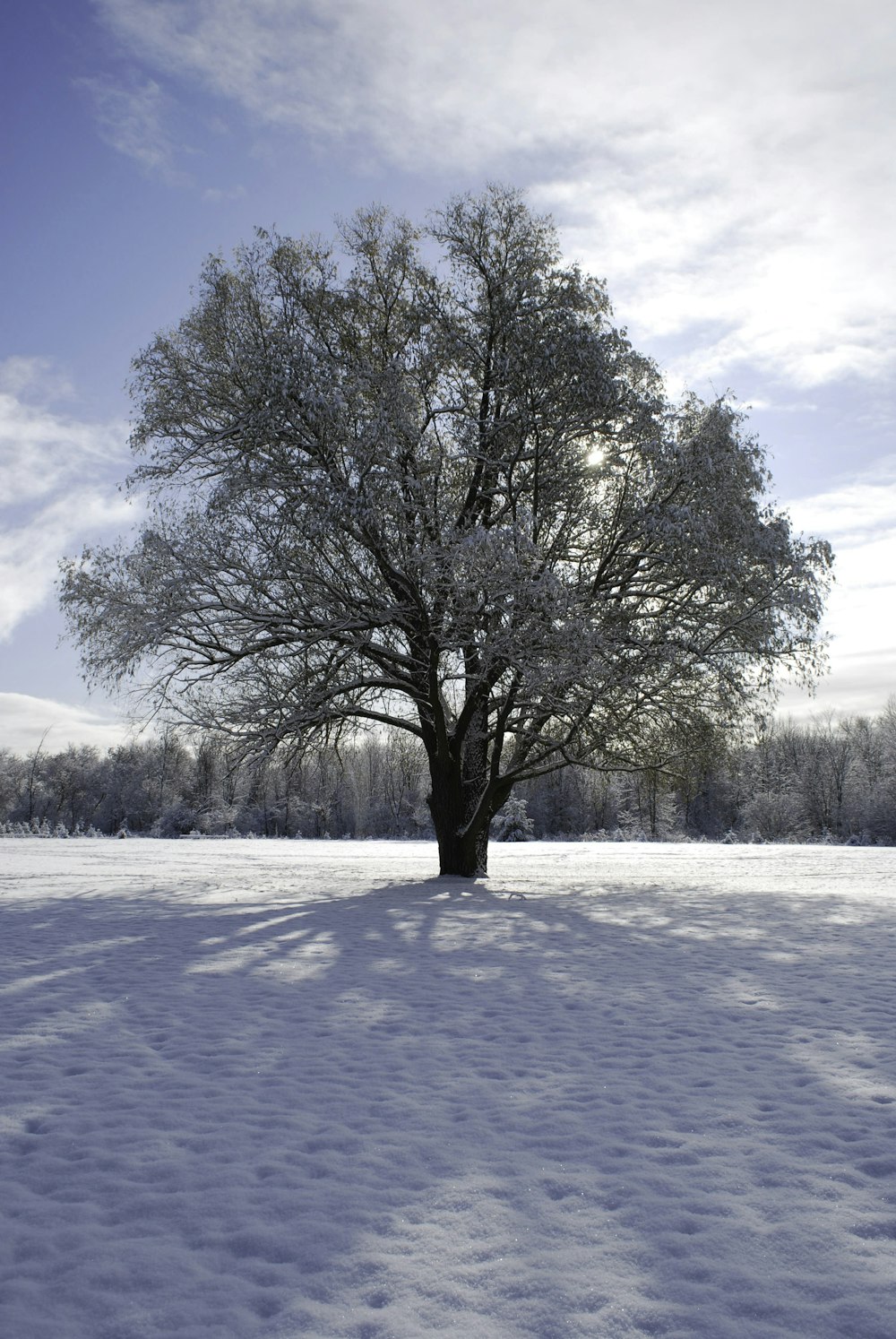 a lone tree in the middle of a snowy field