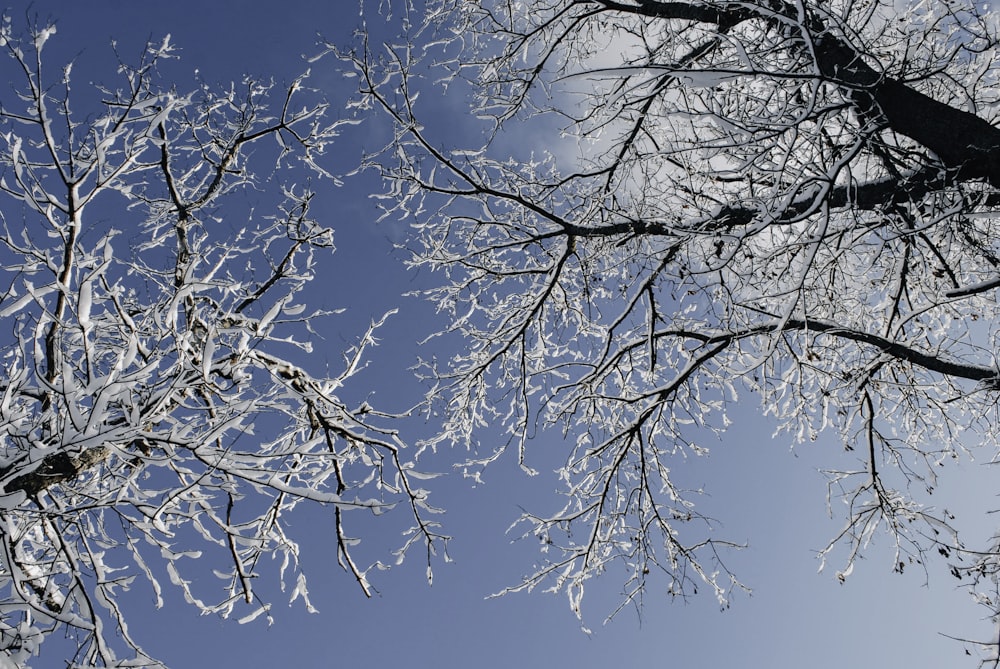 the branches of a tree are covered in snow