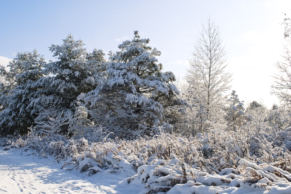 a snow covered forest with lots of trees