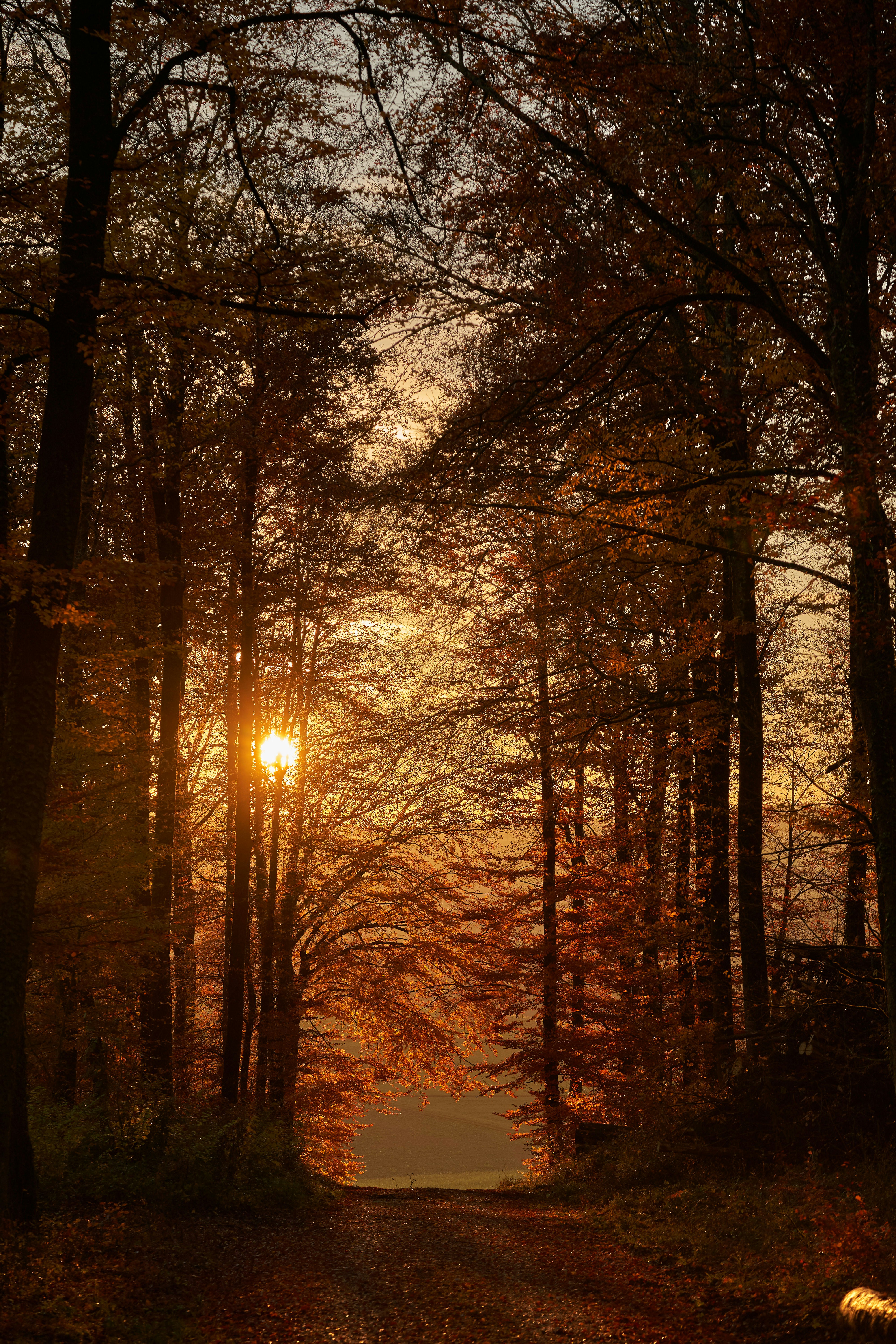 Photo by wolfgang_hasselmann