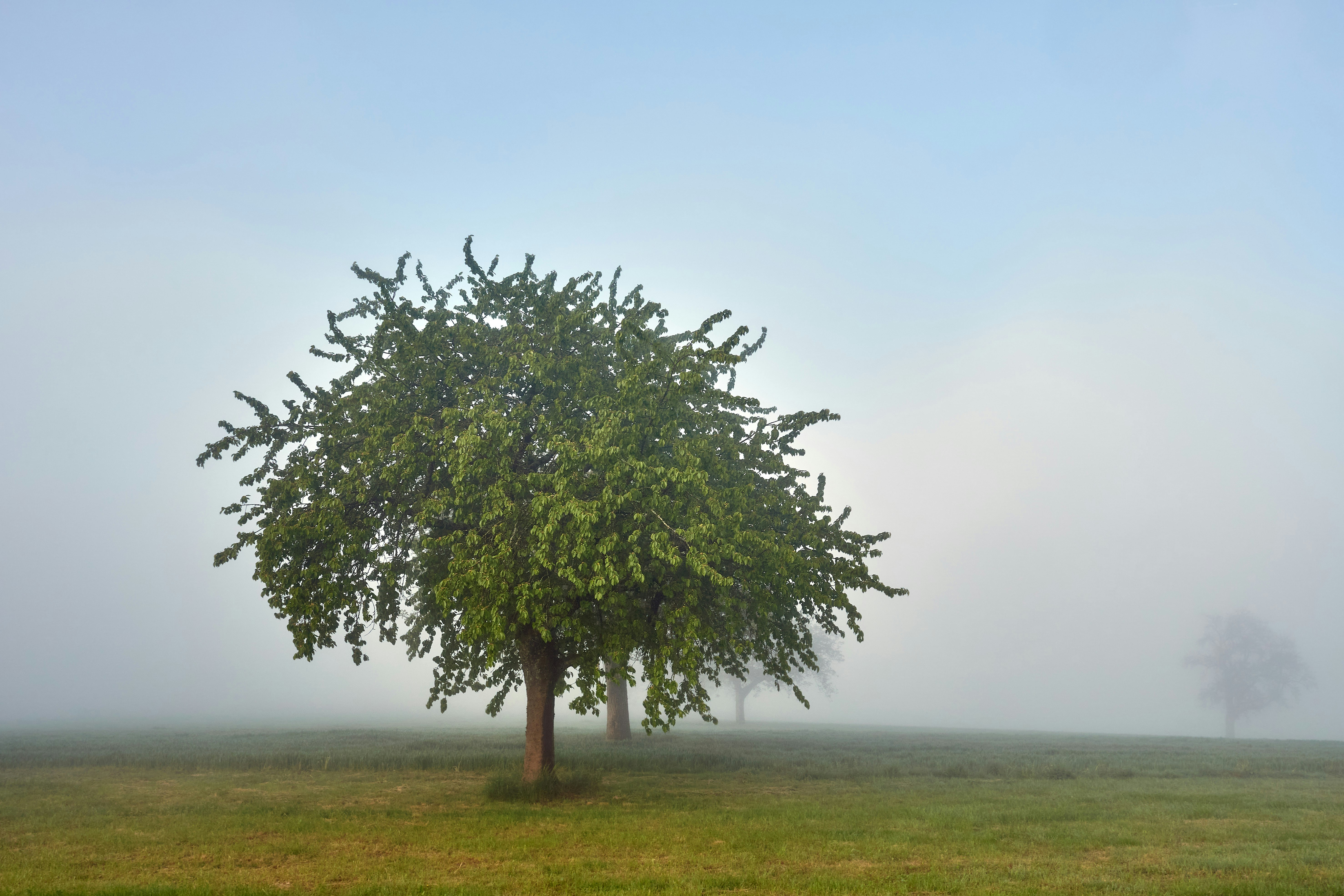 Photo by wolfgang_hasselmann