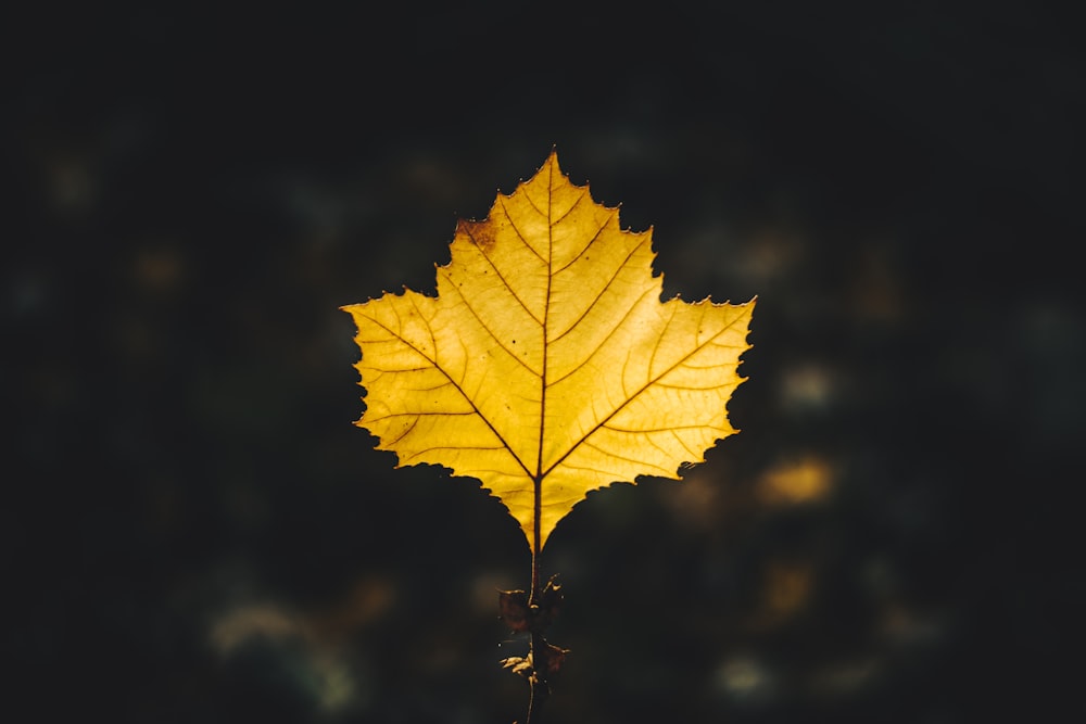 a single yellow leaf on a black background