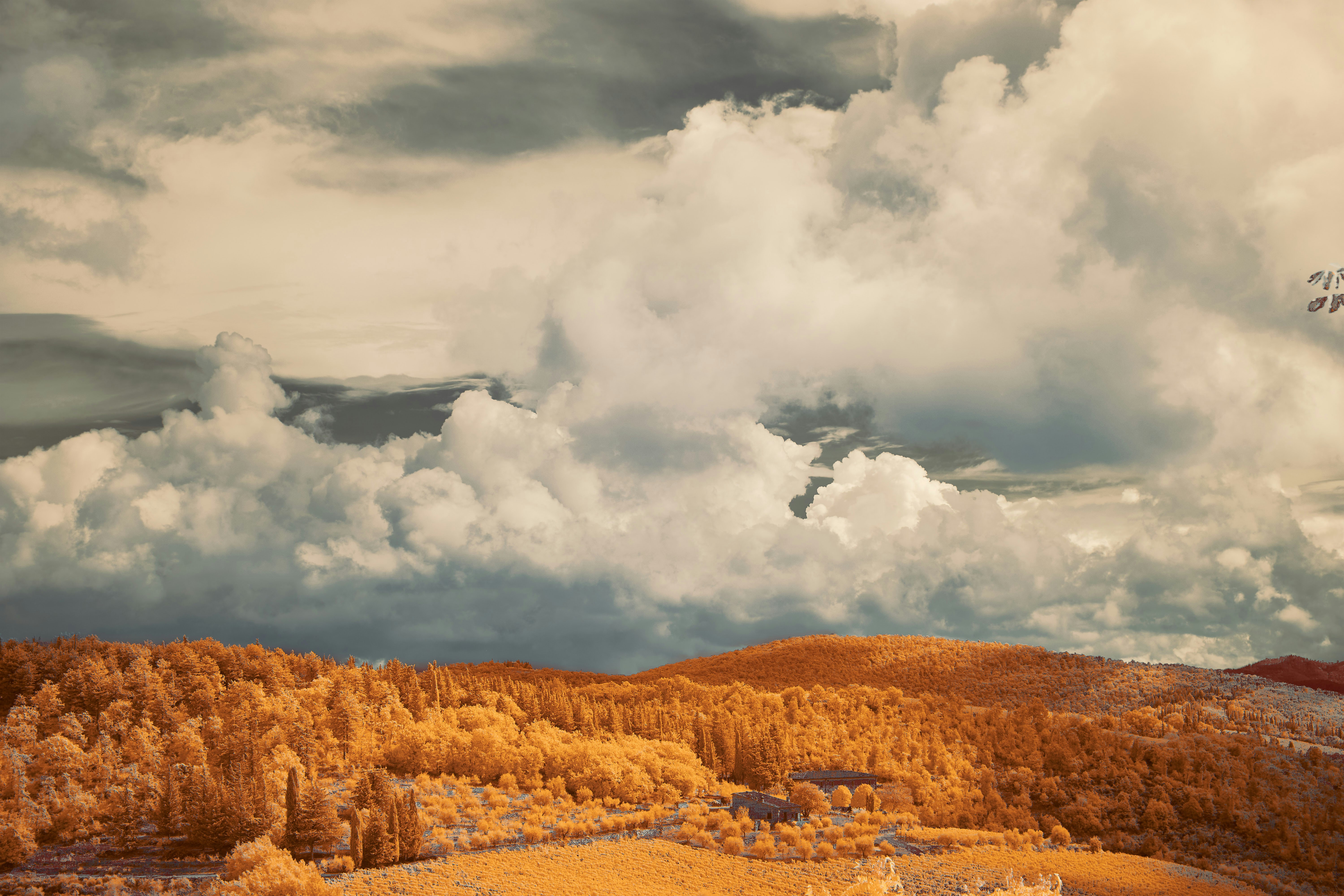 A field with trees and clouds in the background
