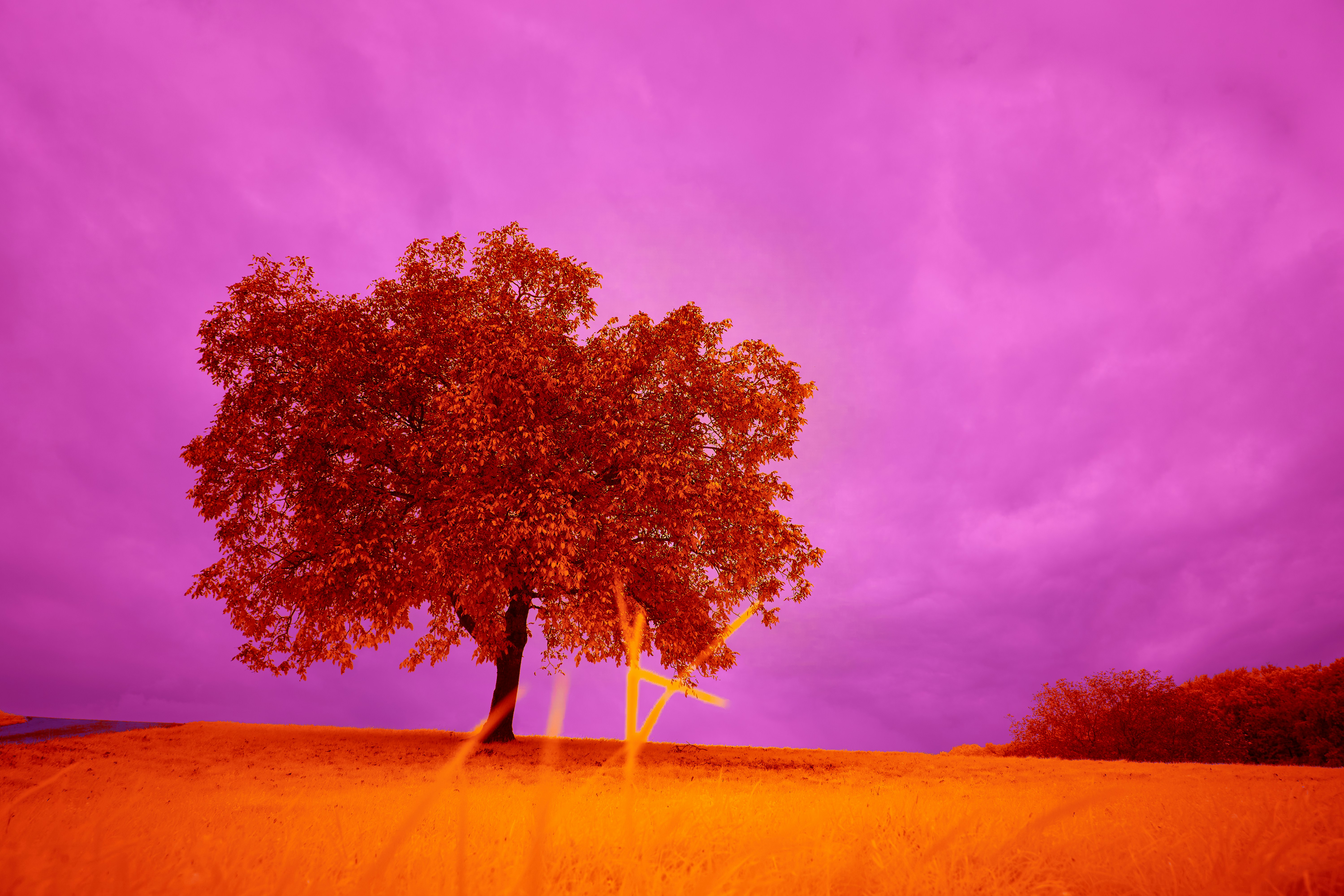 Photo by wolfgang_hasselmann