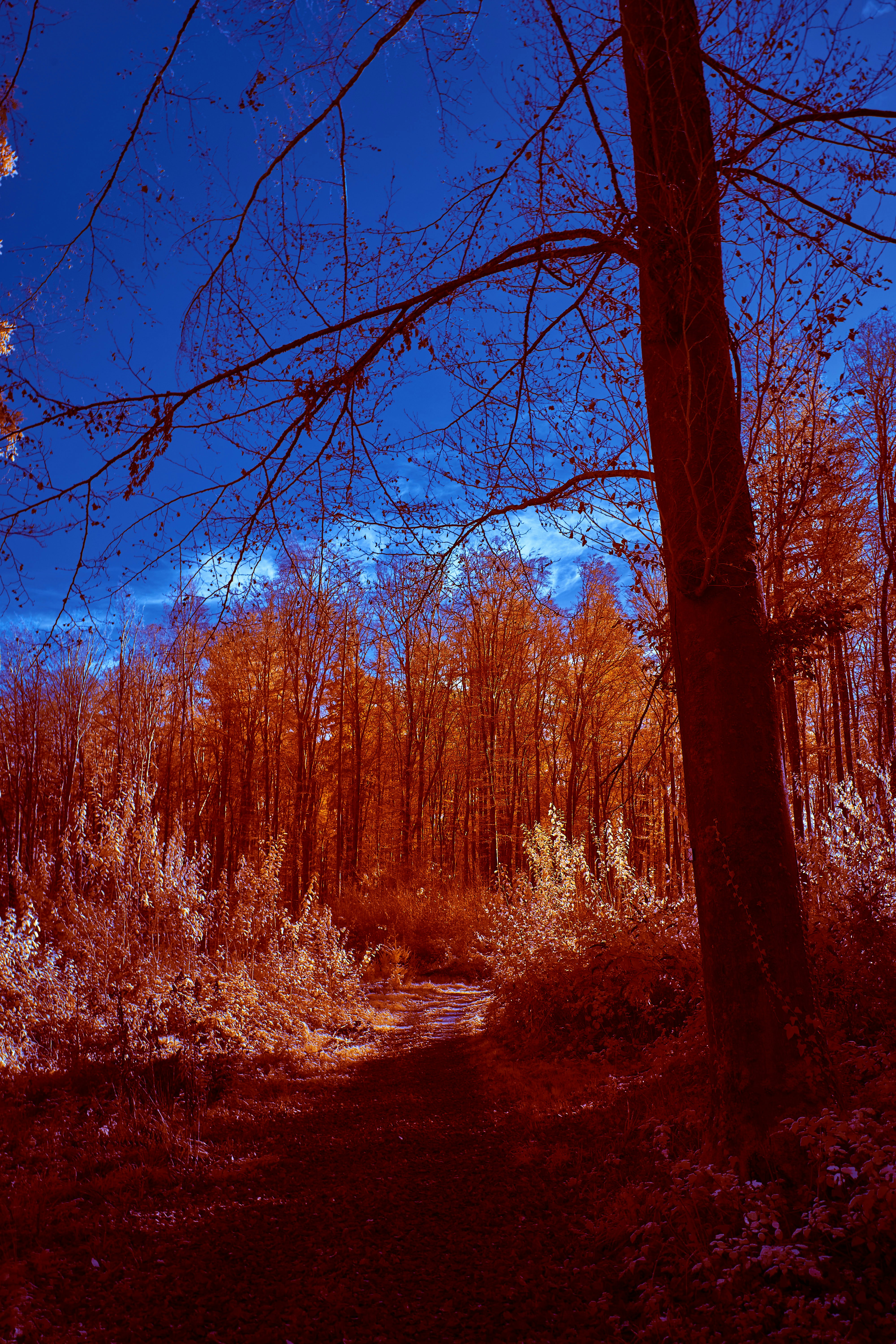 Photo by wolfgang_hasselmann