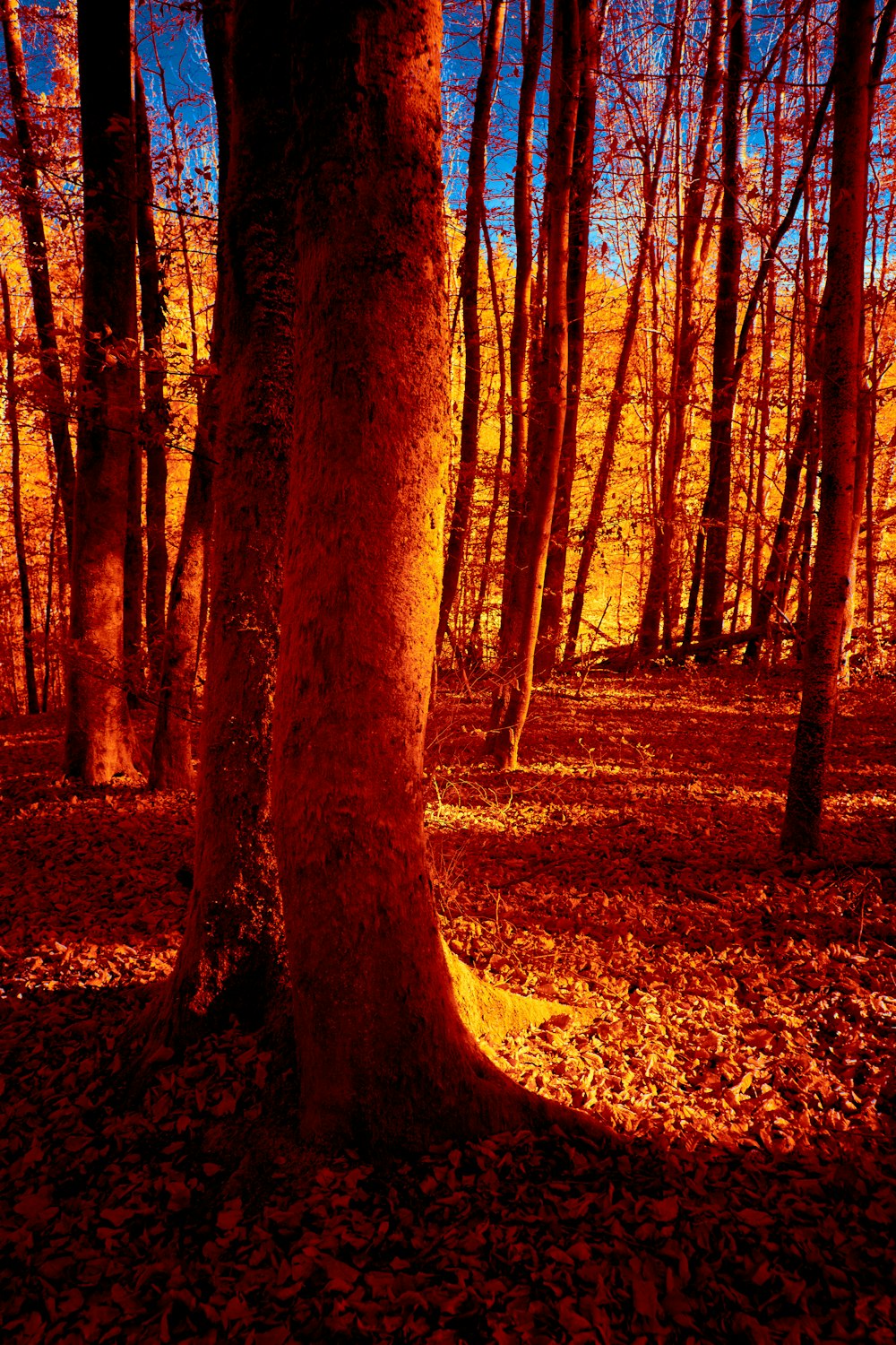 a forest filled with lots of trees and leaves