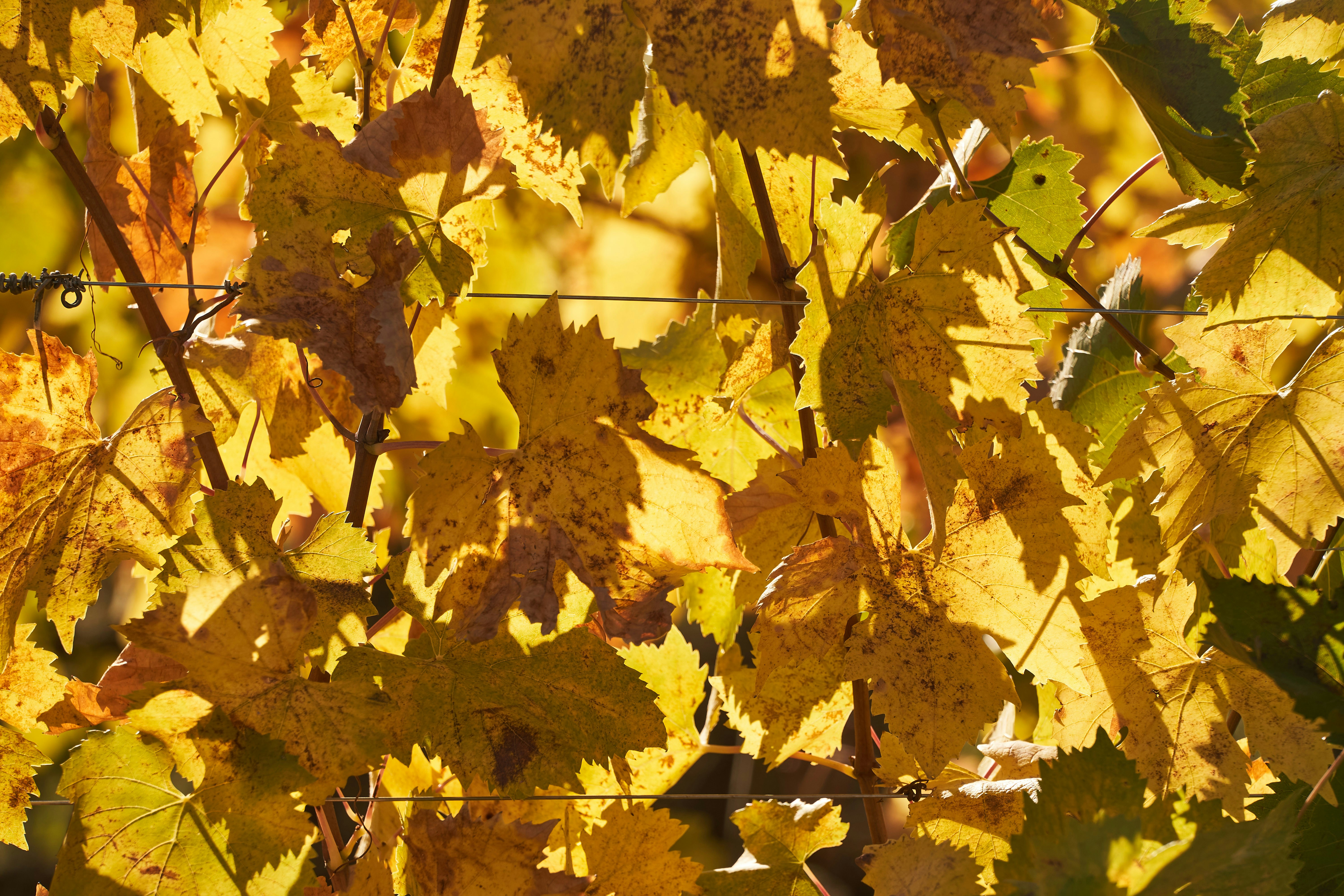 Photo by wolfgang_hasselmann