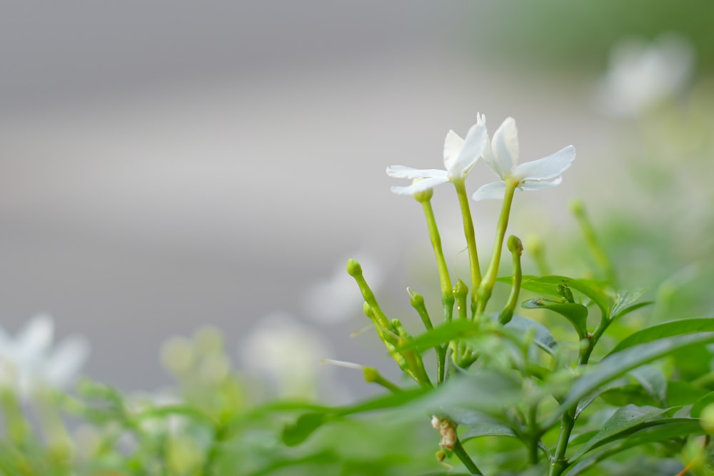 um close up de algumas flores brancas em um campo