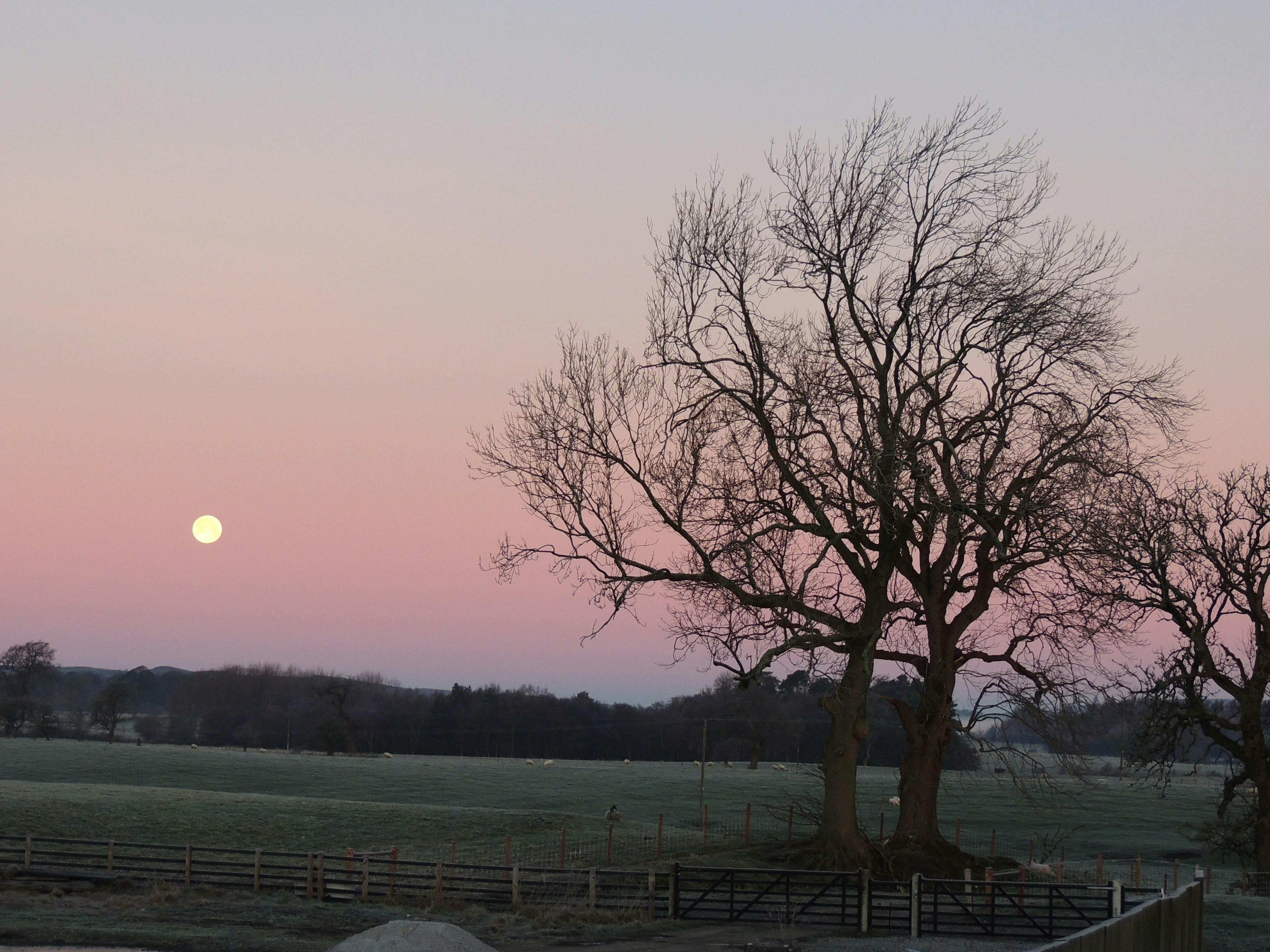 a tree in the middle of a field