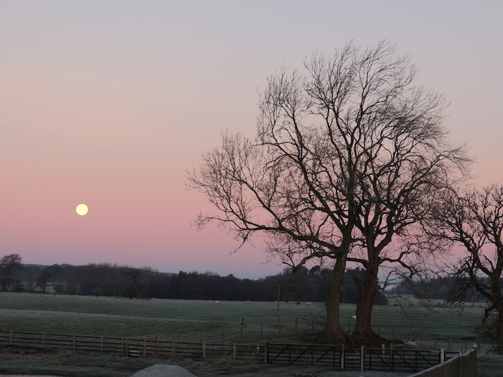 a tree in the middle of a field