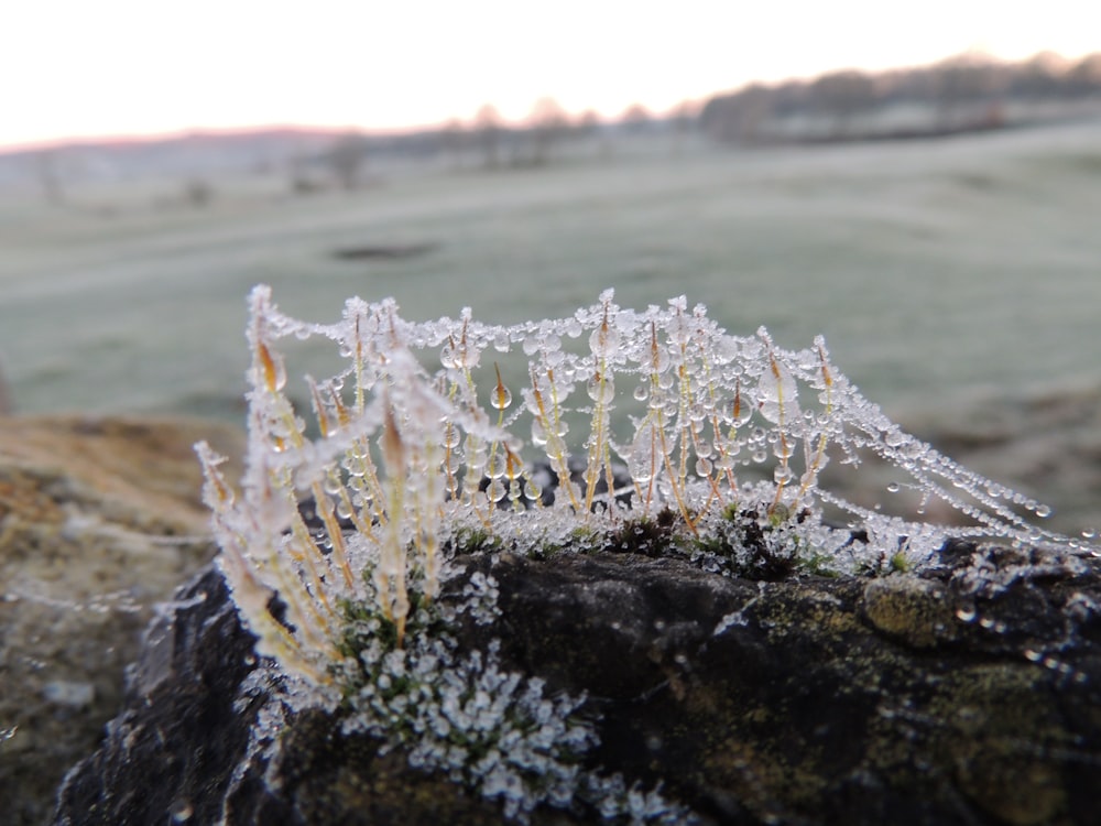a close up of a frosty plant on a rock