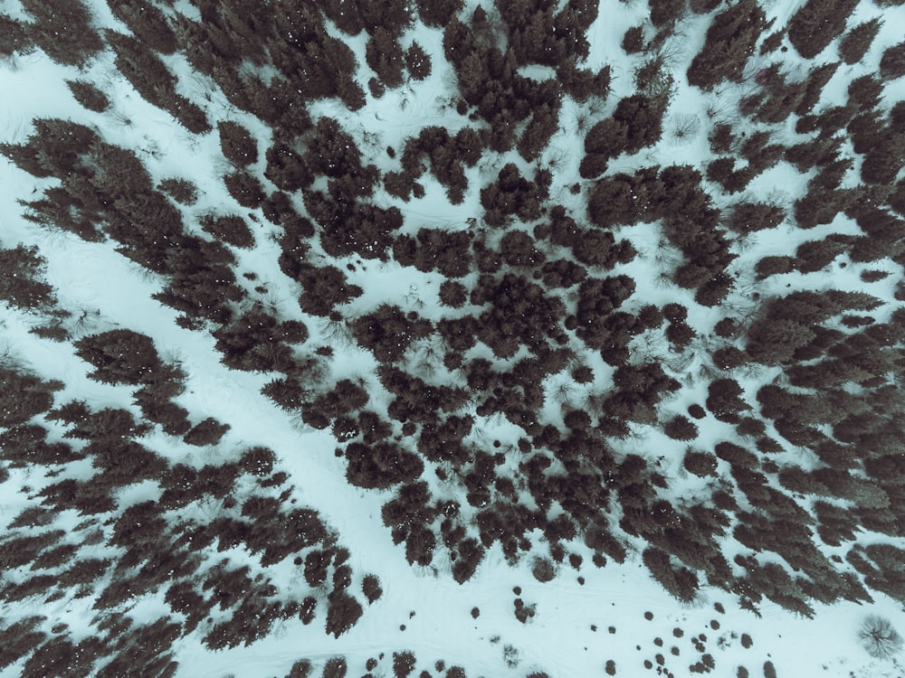 an aerial view of a snow covered forest