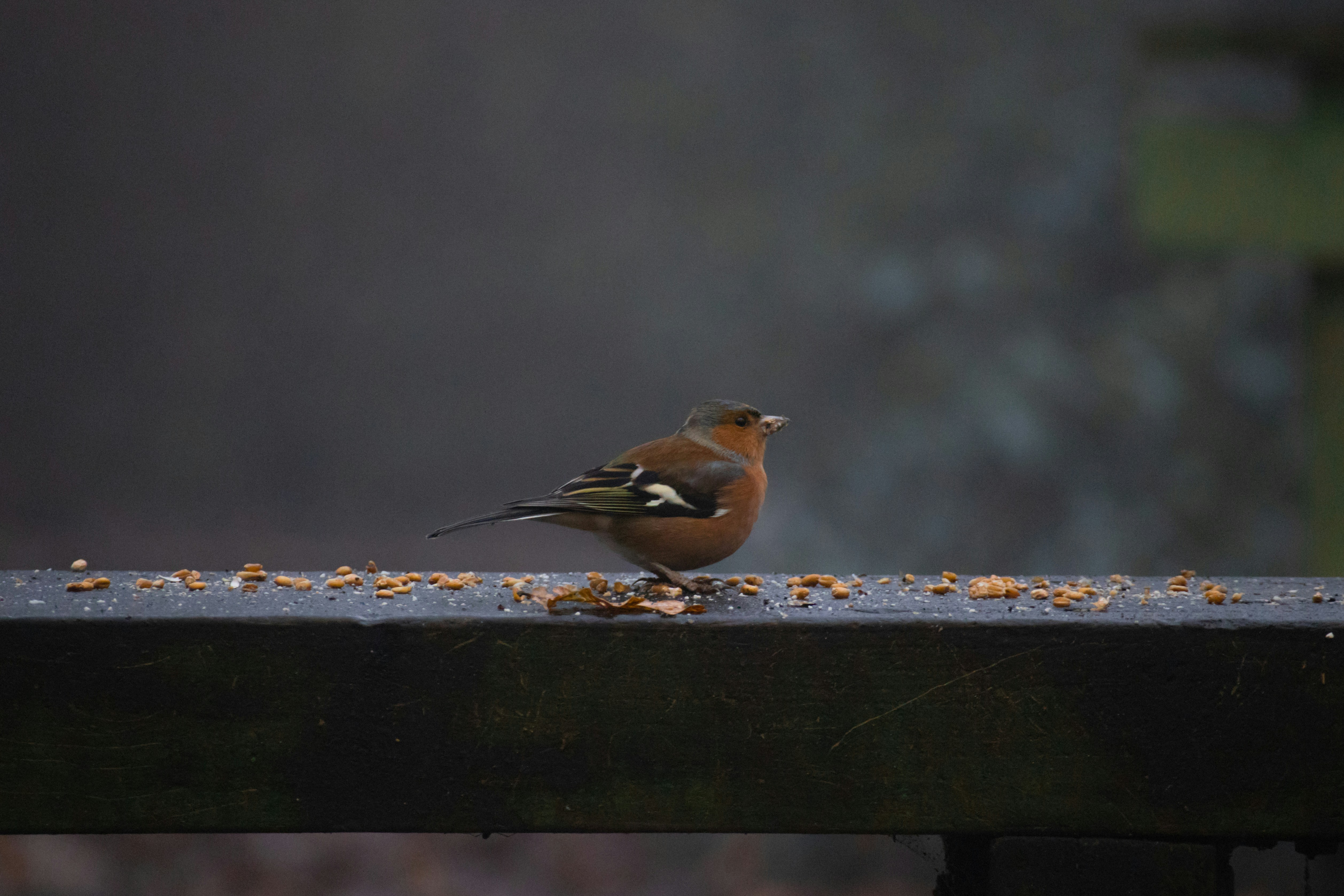 Photo by matchaforest