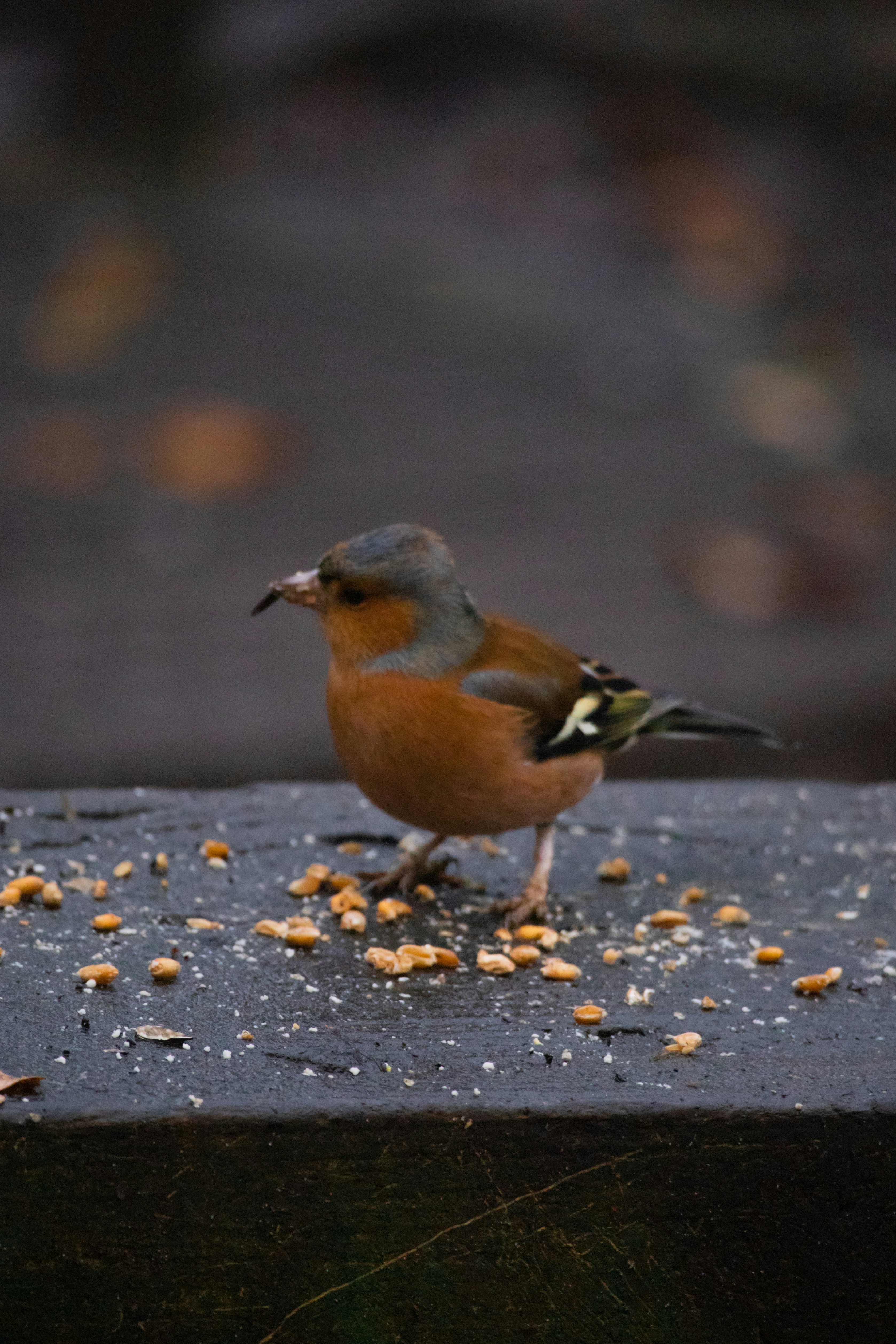 Photo by matchaforest