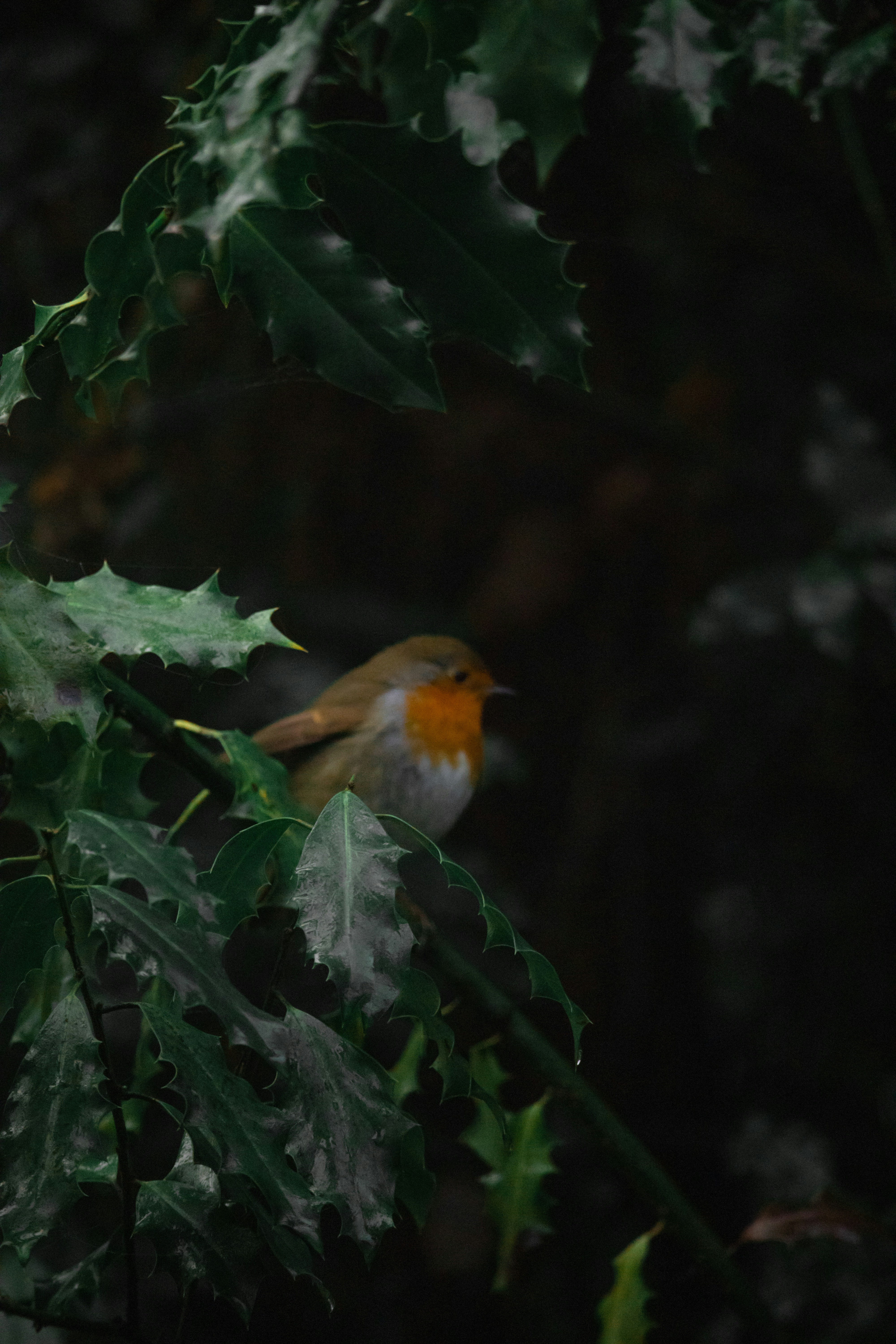 Photo by matchaforest