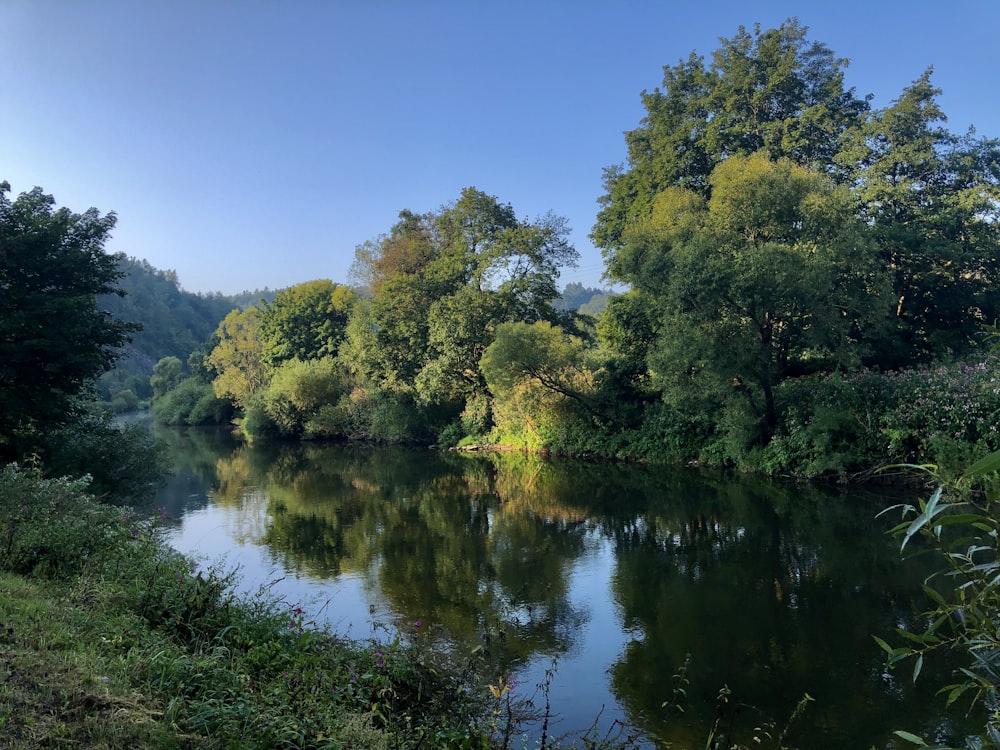 a body of water surrounded by trees and bushes