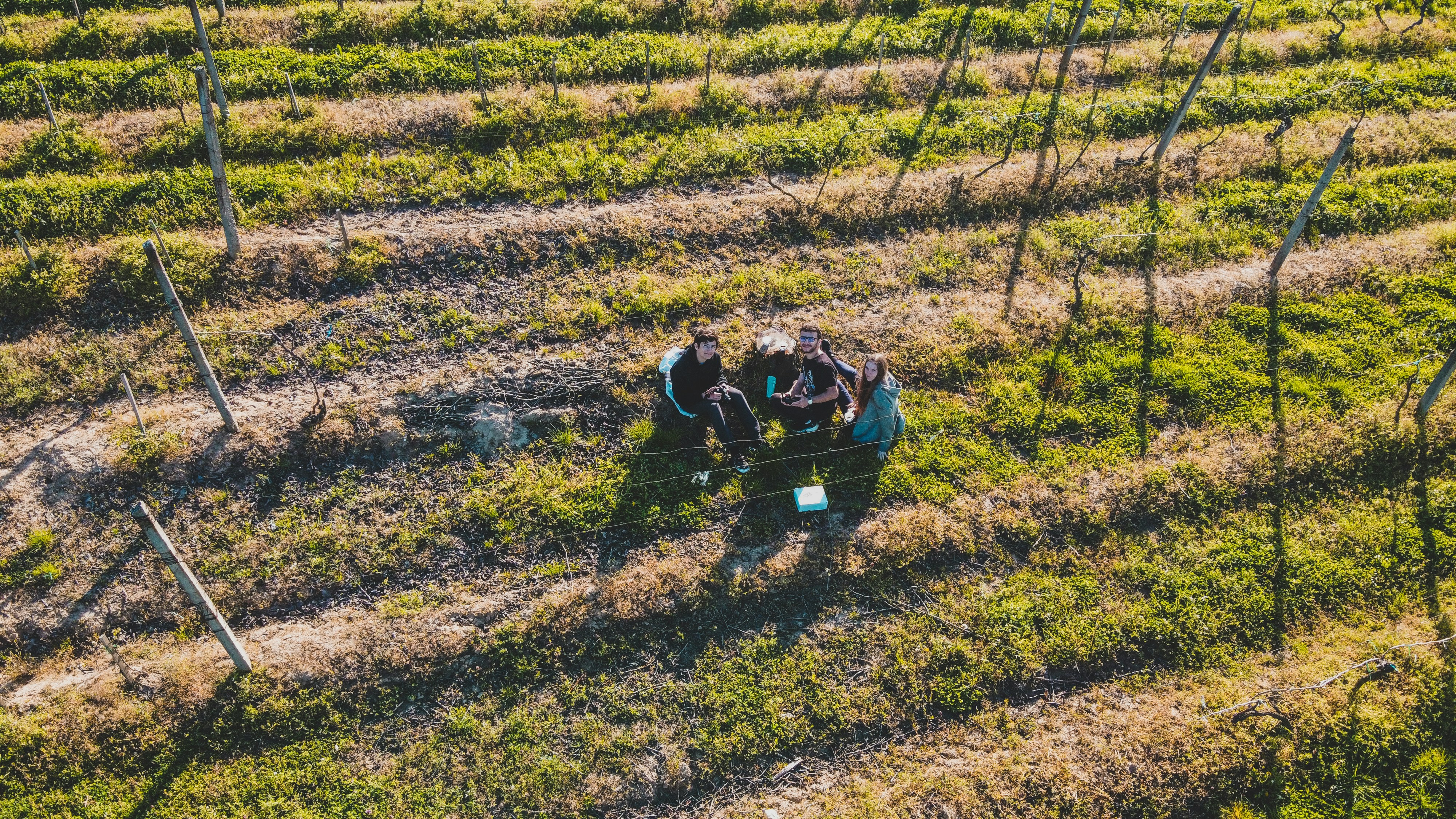 professional sod installation team working on large residential lawn - cost to install new lawn sod