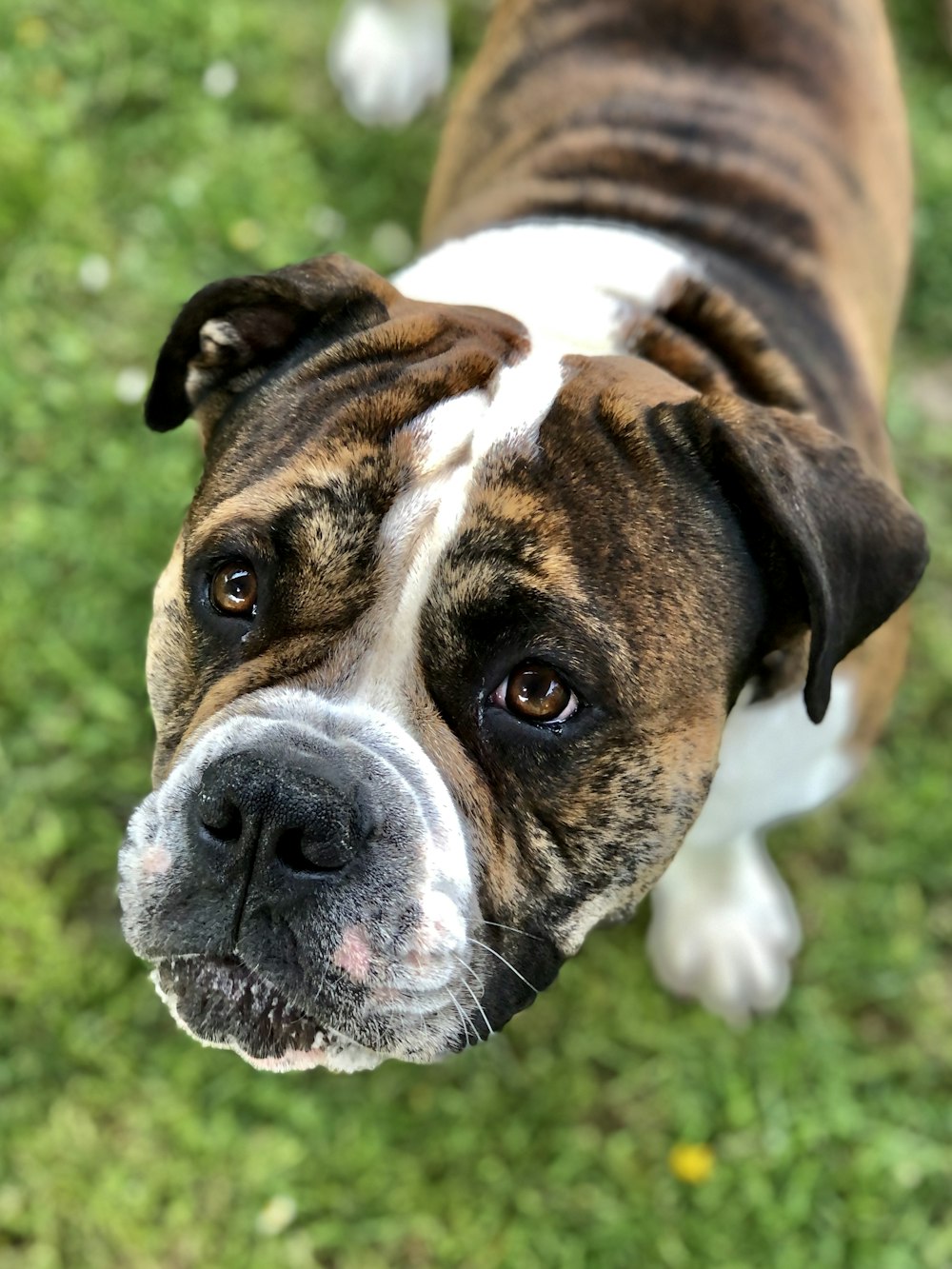 a brown and white dog standing on top of a lush green field