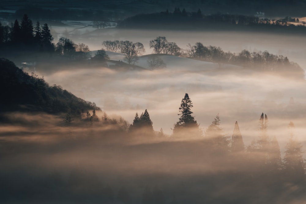 a foggy valley with trees and hills in the distance