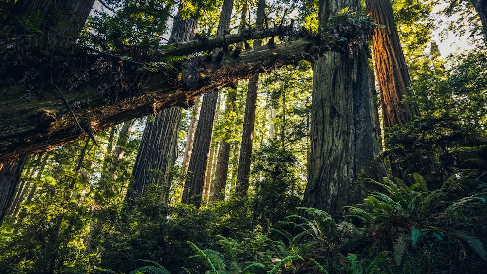 a forest filled with lots of tall trees