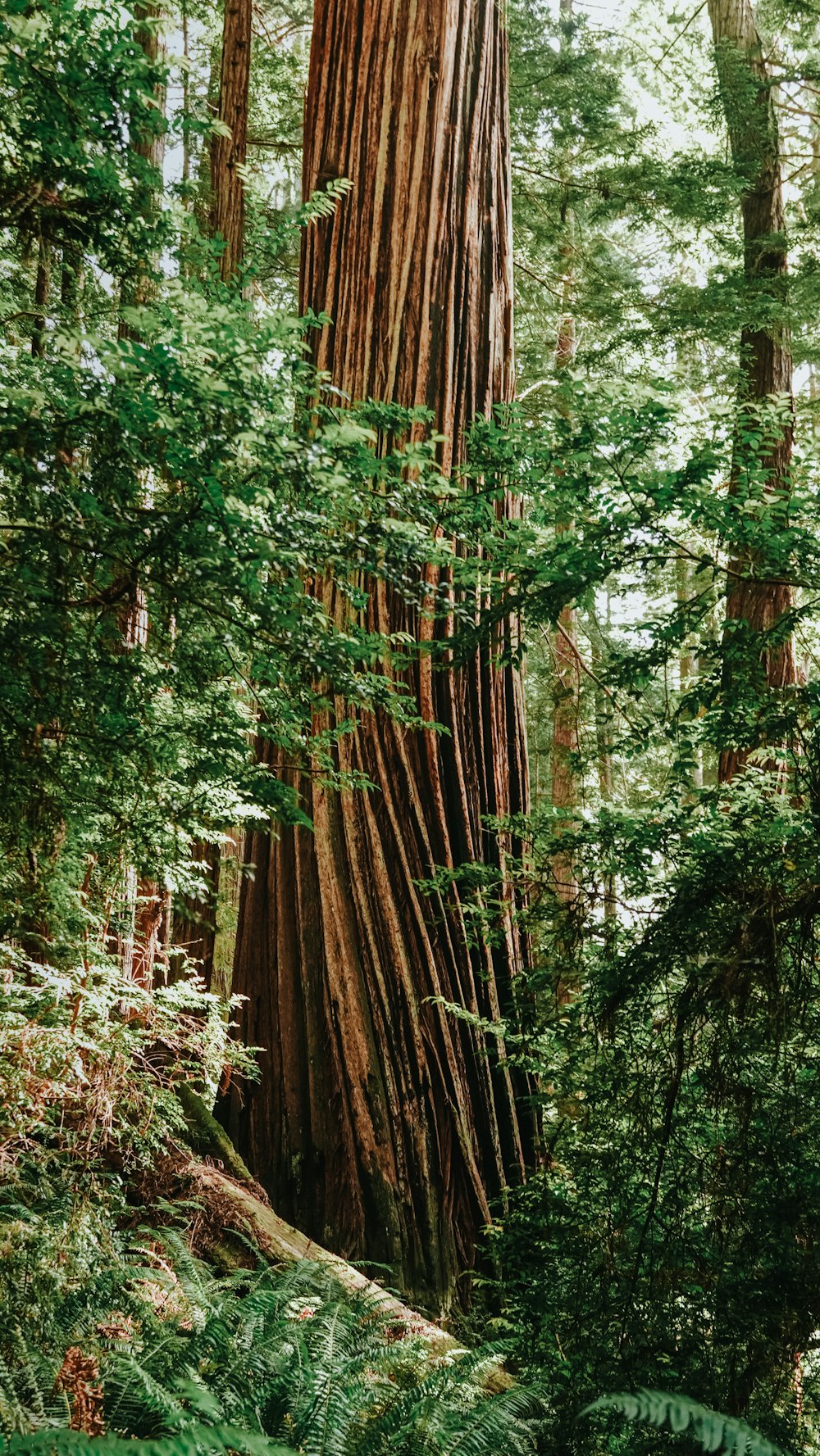 a large tree in the middle of a forest