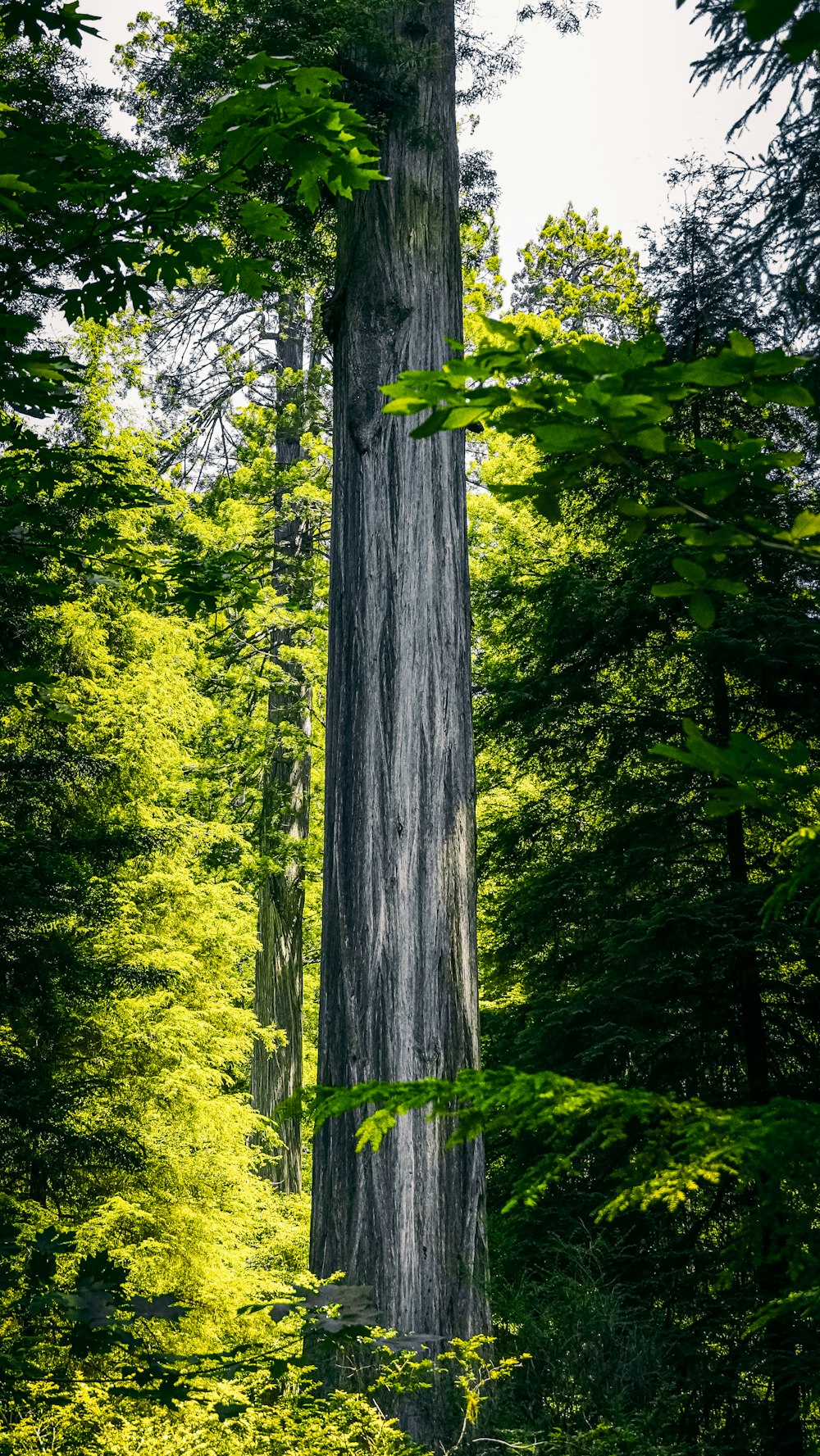 a large tree in the middle of a forest