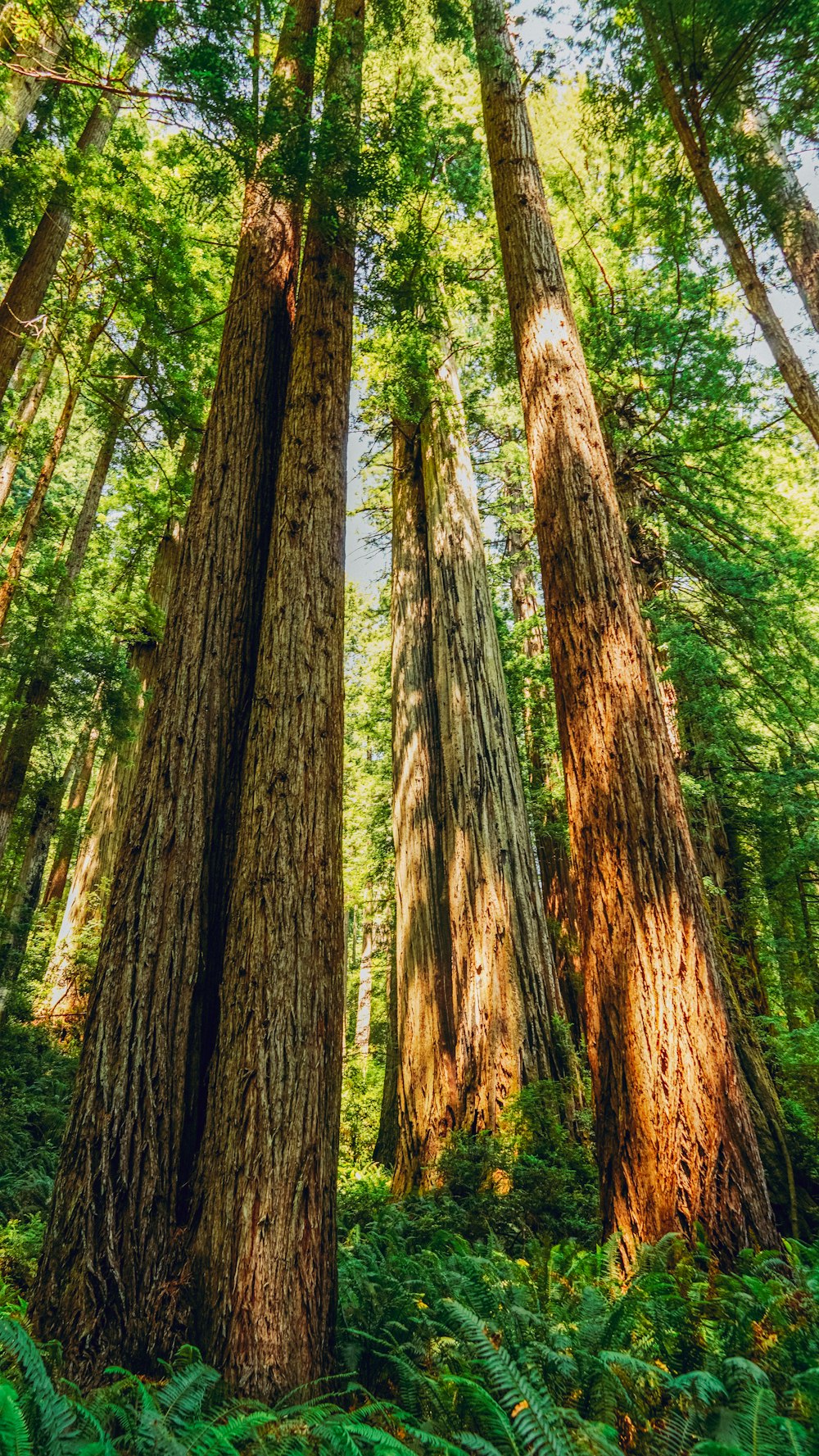 a forest filled with lots of tall trees