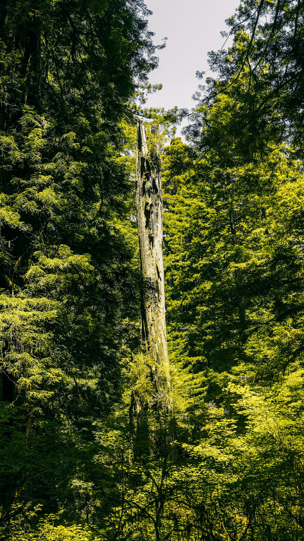 Un gran árbol en medio de un bosque