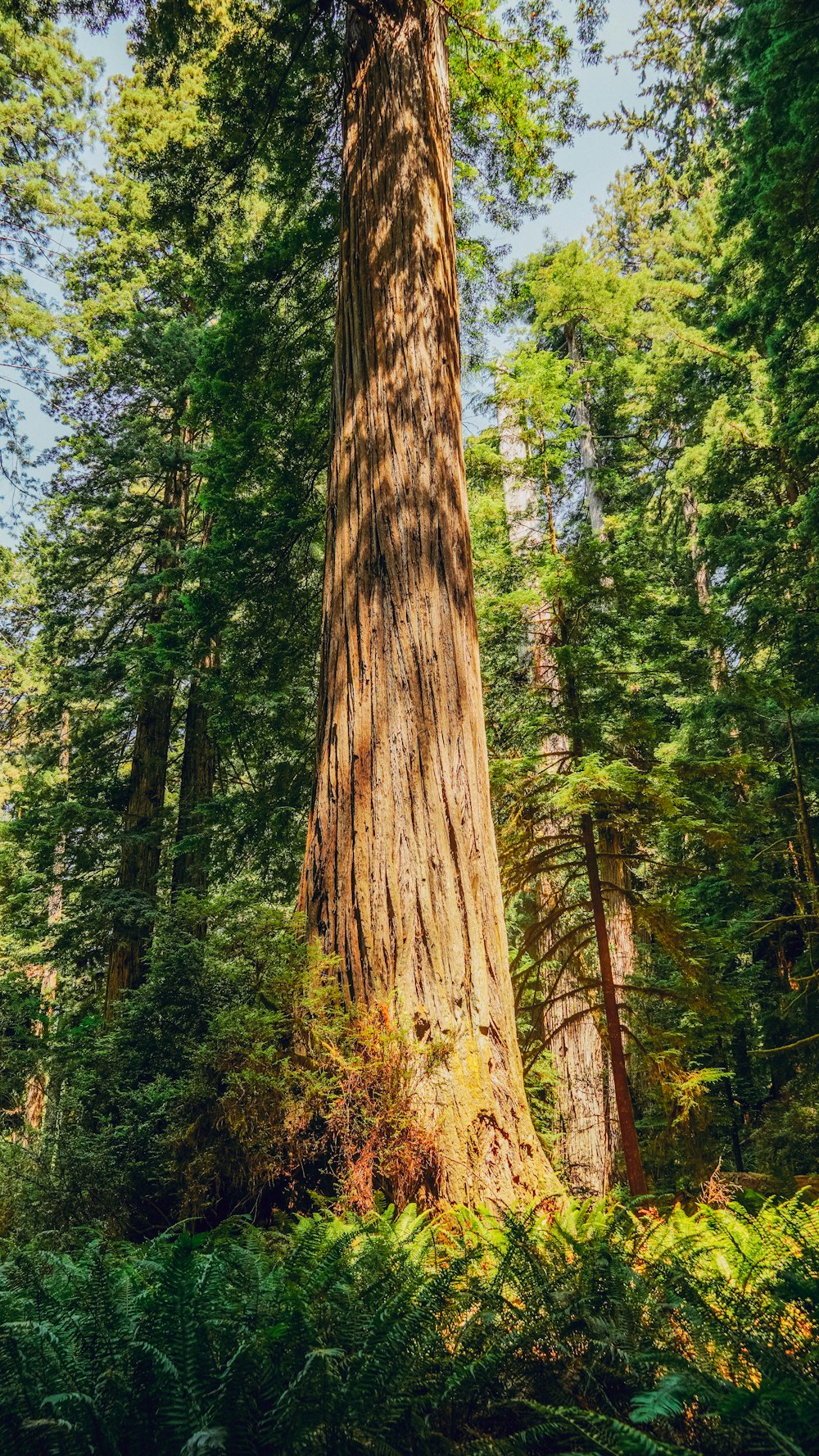 a large tree in the middle of a forest