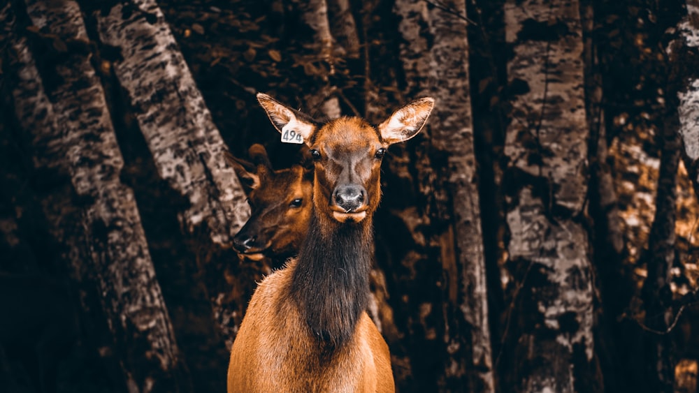 two deer standing next to each other in a forest