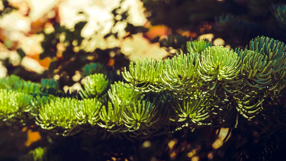 a close up of a green plant with lots of leaves