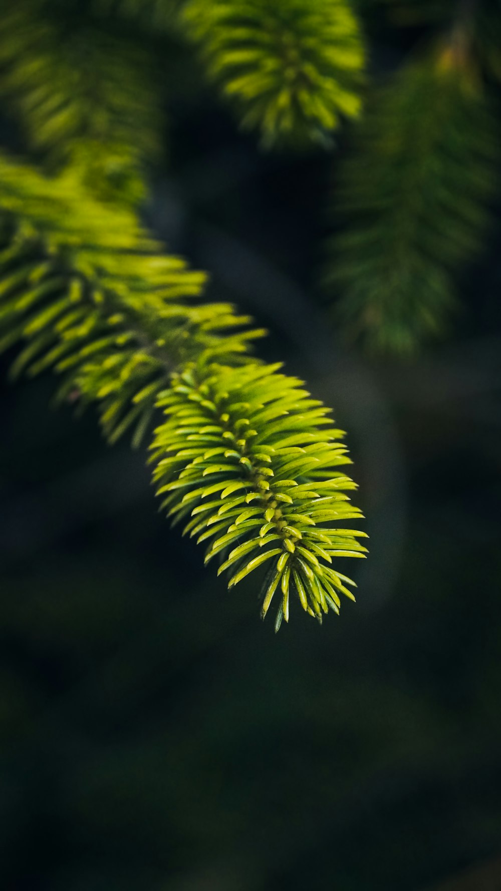 a close up of a pine tree branch