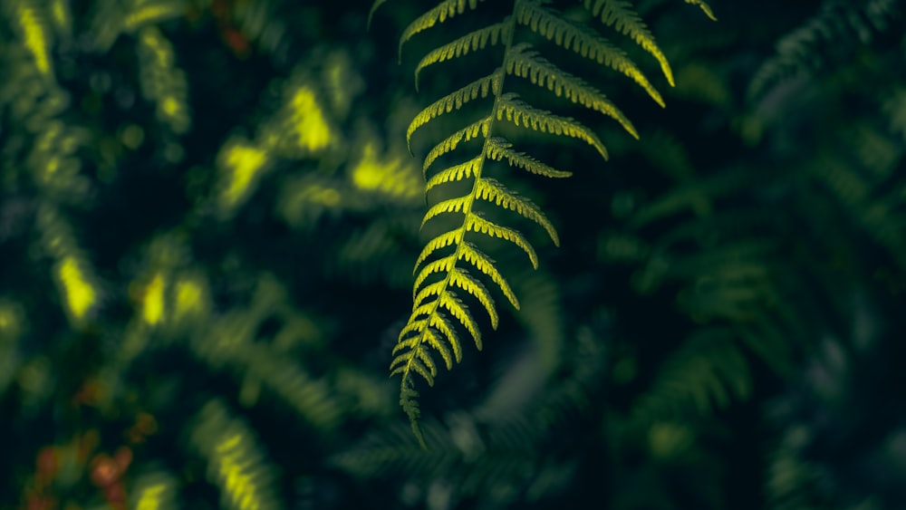 a close up of a fern leaf on a tree