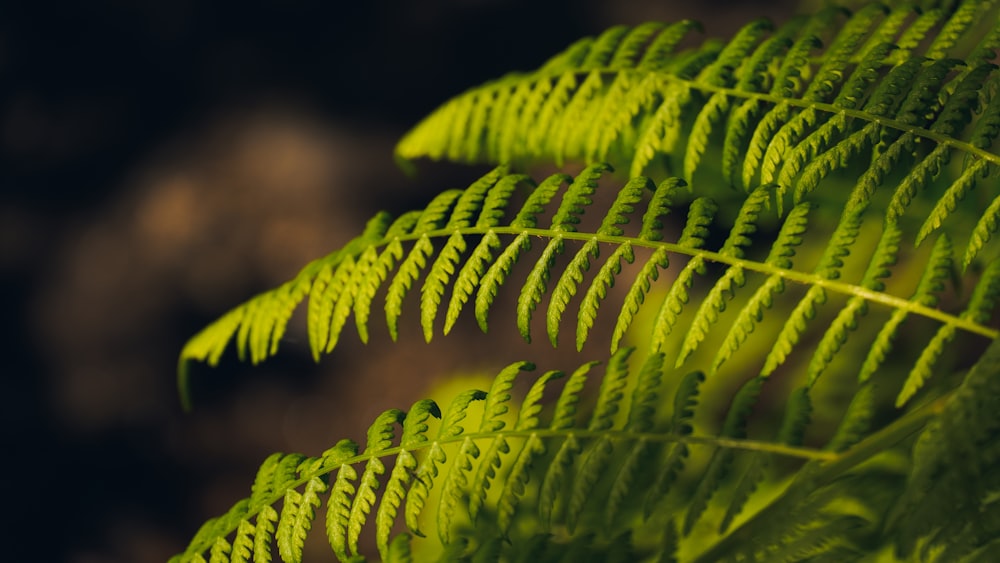 um close up de uma folha de samambaia verde
