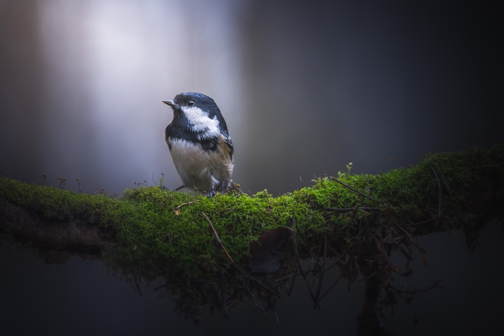 a bird sitting on a moss covered branch