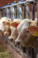 a group of cows that are standing in a pen