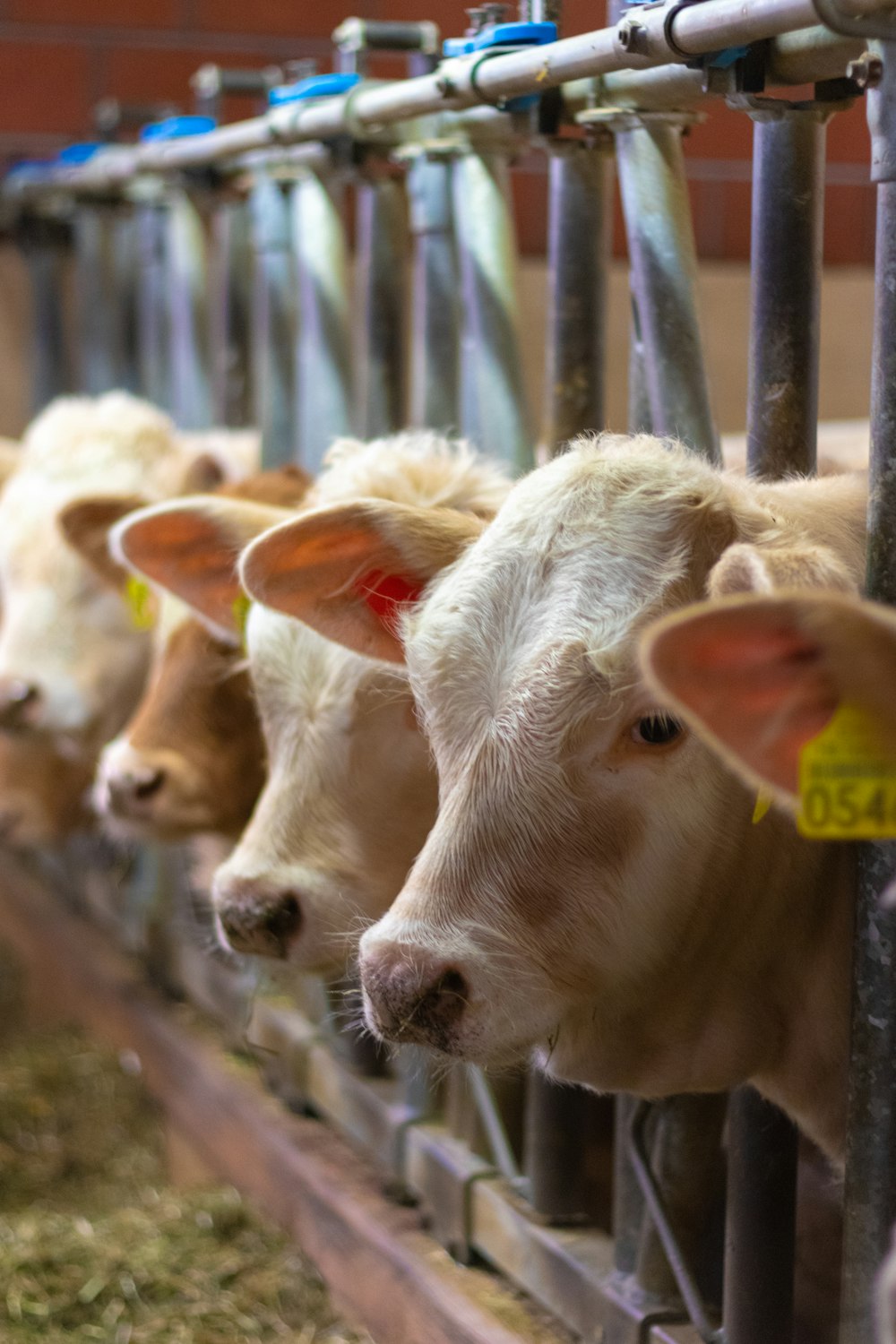 a group of cows that are standing in a pen