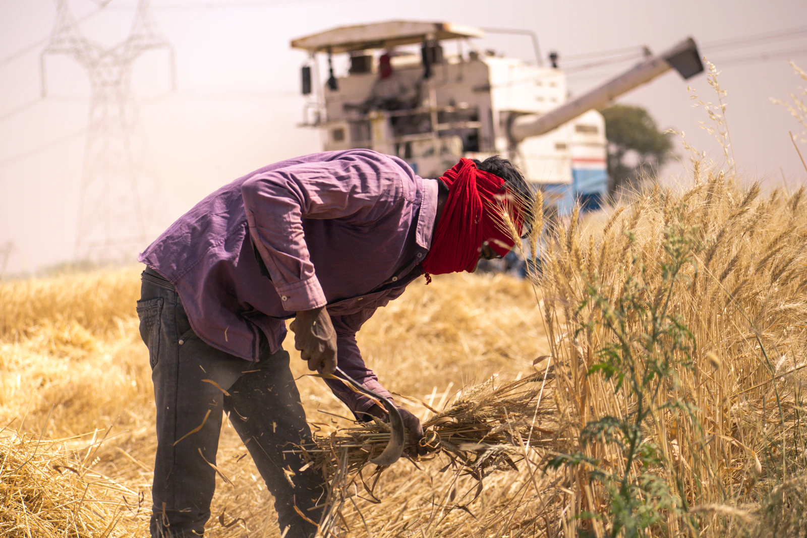 Woman harvesting wheat by hand