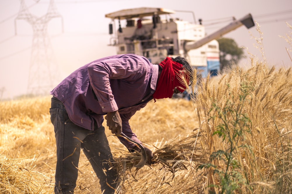 Une femme vêtue d’un bandana rouge récolte du blé