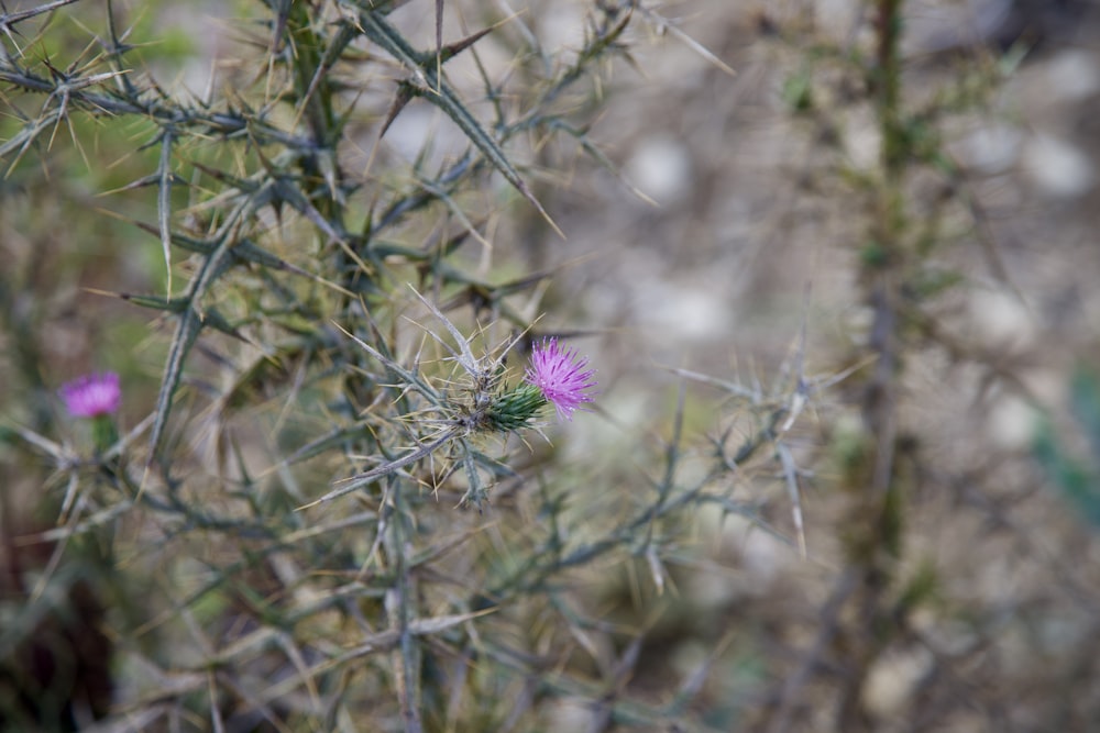 a small purple flower sitting on top of a plant