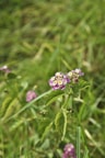 A small cluster of purple, pink, and yellow lantana flowers with green leaves grows amidst a background of lush green grass. The focus is sharp on the flowers, highlighting their delicate petals and contrasting colors.
