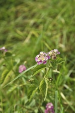 A small cluster of purple, pink, and yellow lantana flowers with green leaves grows amidst a background of lush green grass. The focus is sharp on the flowers, highlighting their delicate petals and contrasting colors.